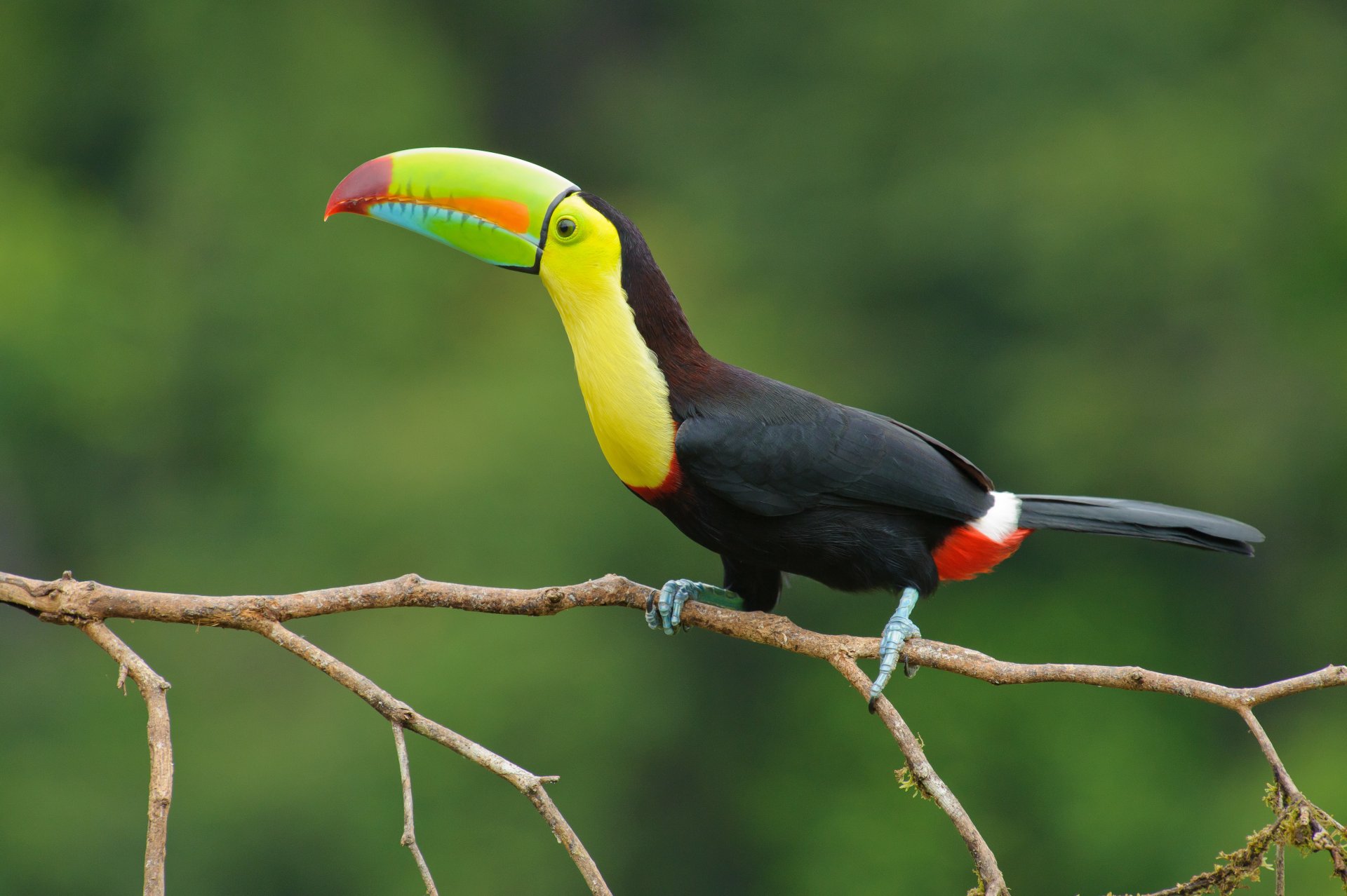 toucan beak eye branch colors flower