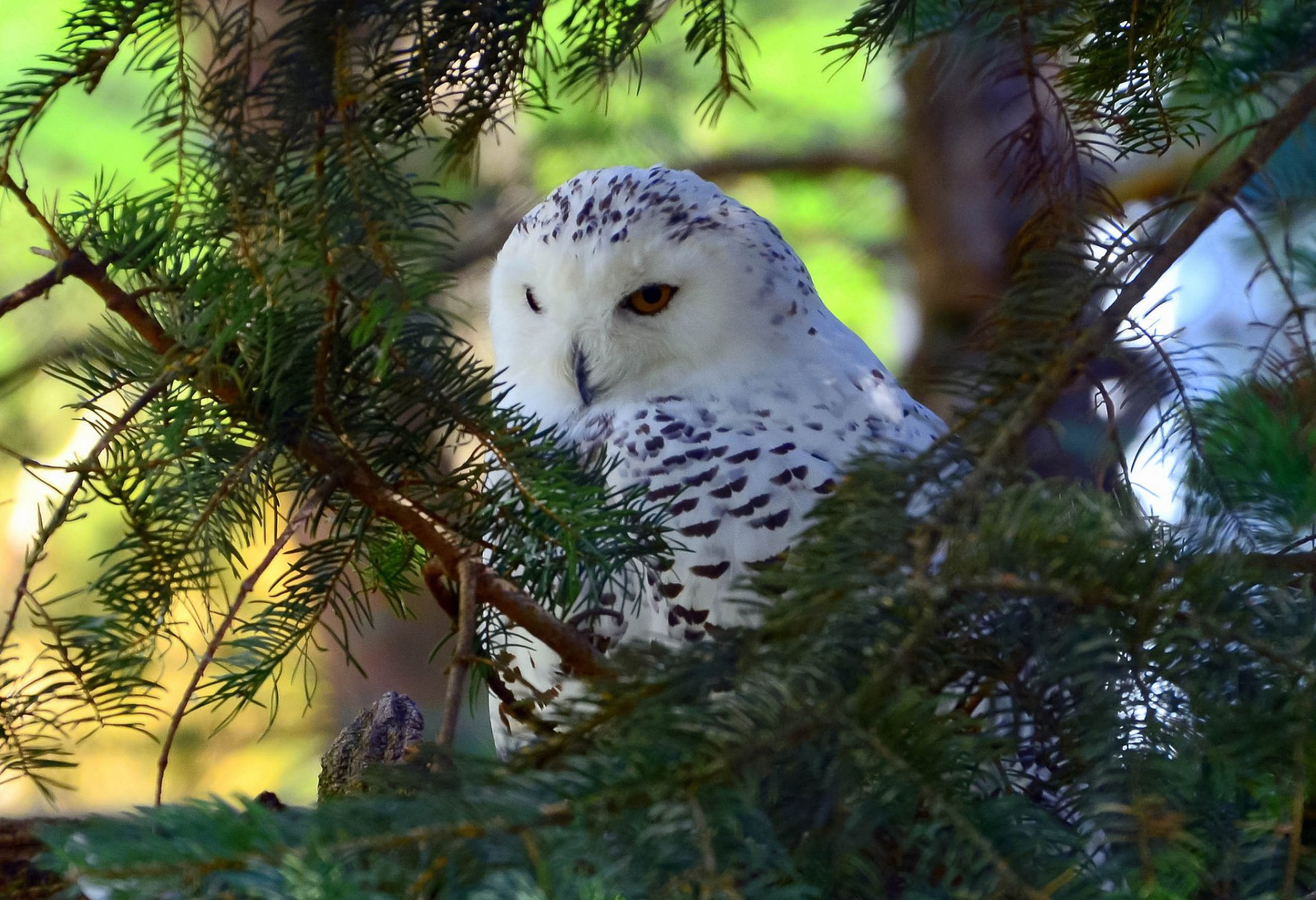 gufo polare uccello albero rami