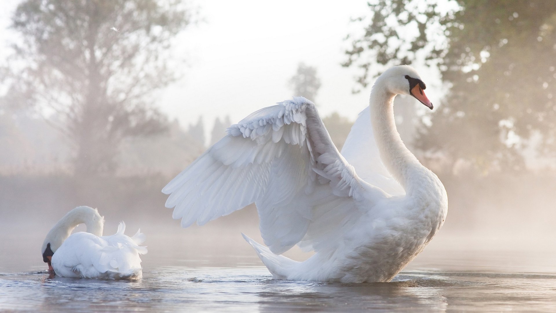 schwäne paar wasser nebel flügel