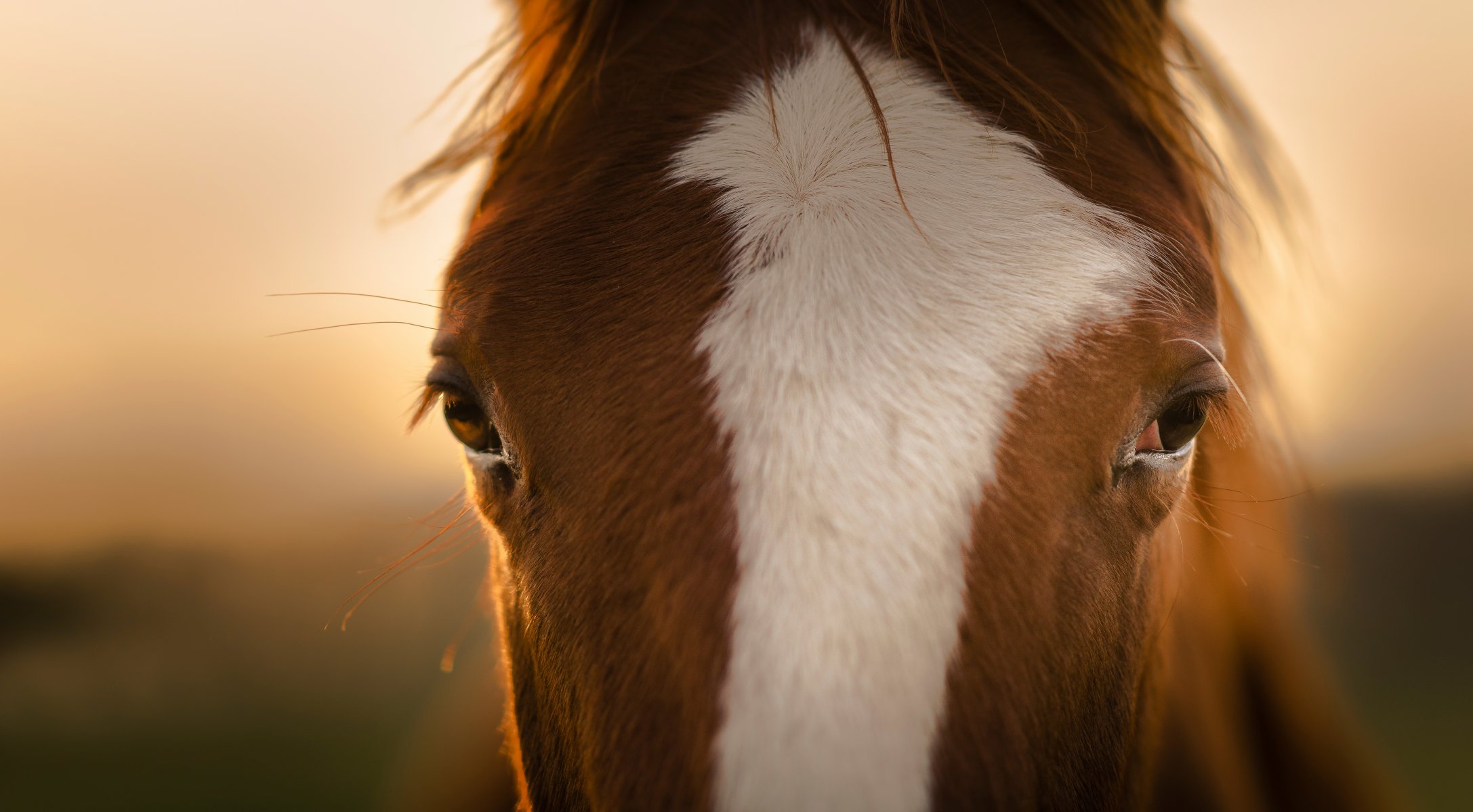 cheval cheval regard