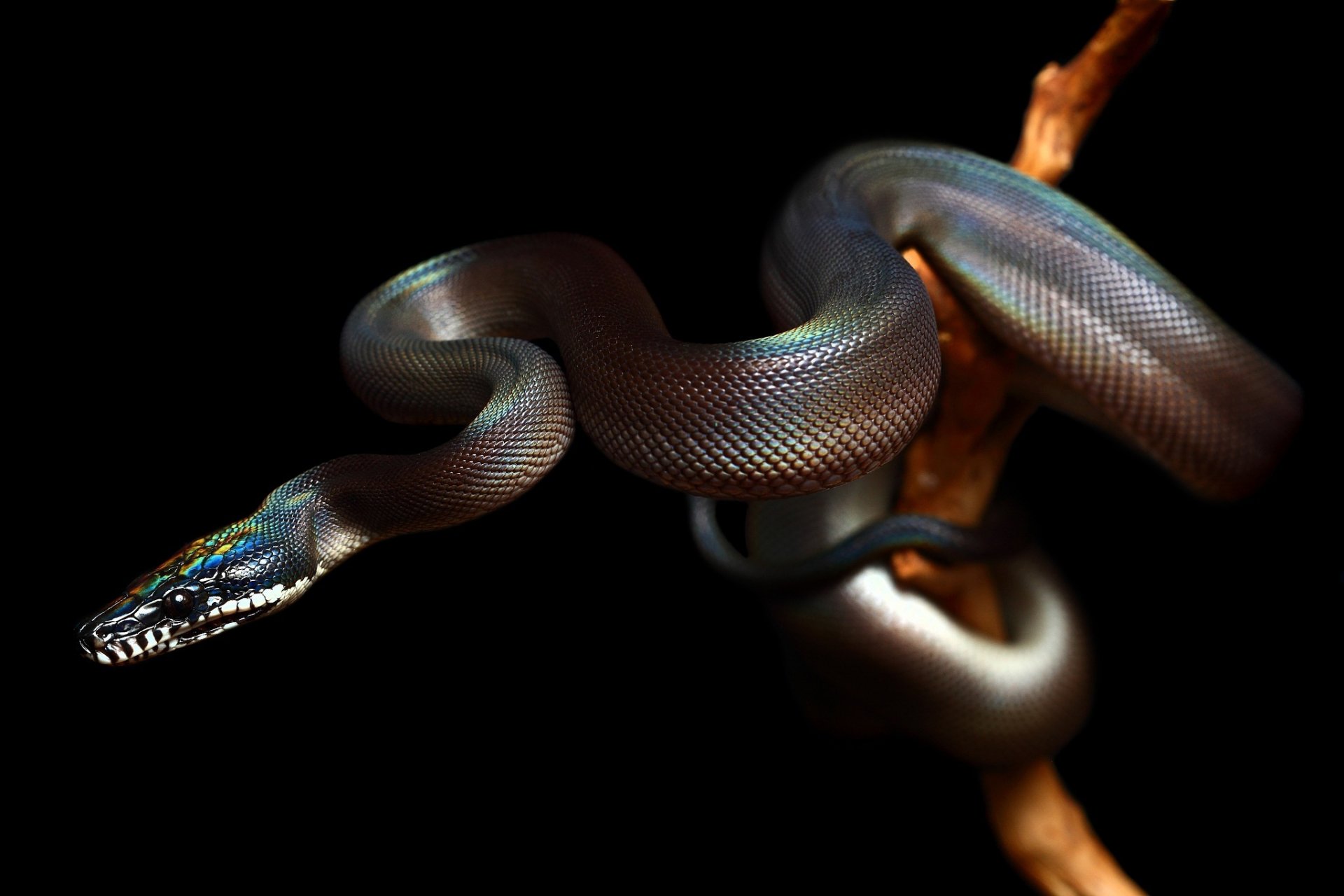 serpente rettile rettile hd