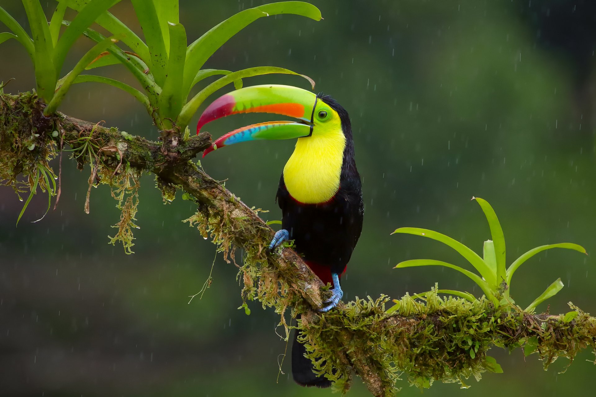 pájaro tucán del arco iris selva rama lluvia