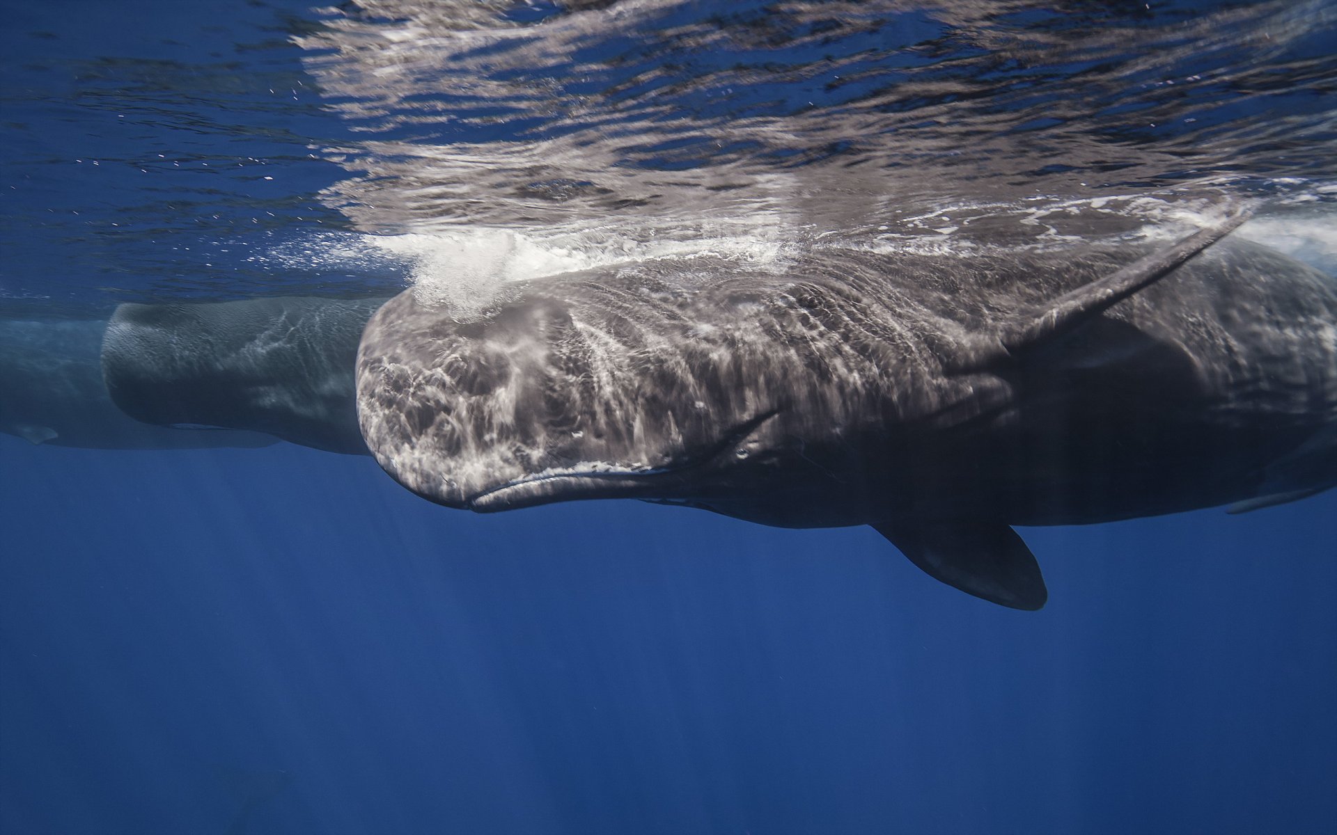 ballena cachalote mar