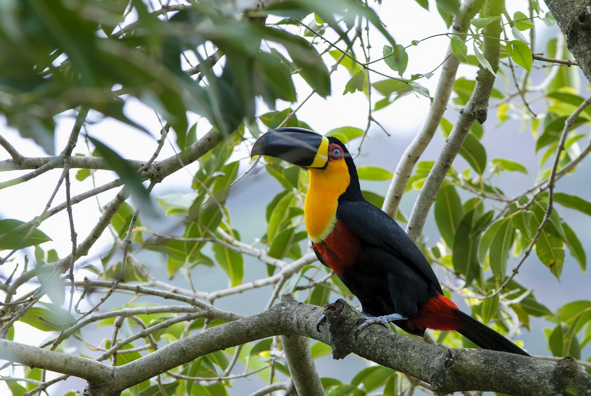 uccello becco piume natura albero foglie verde