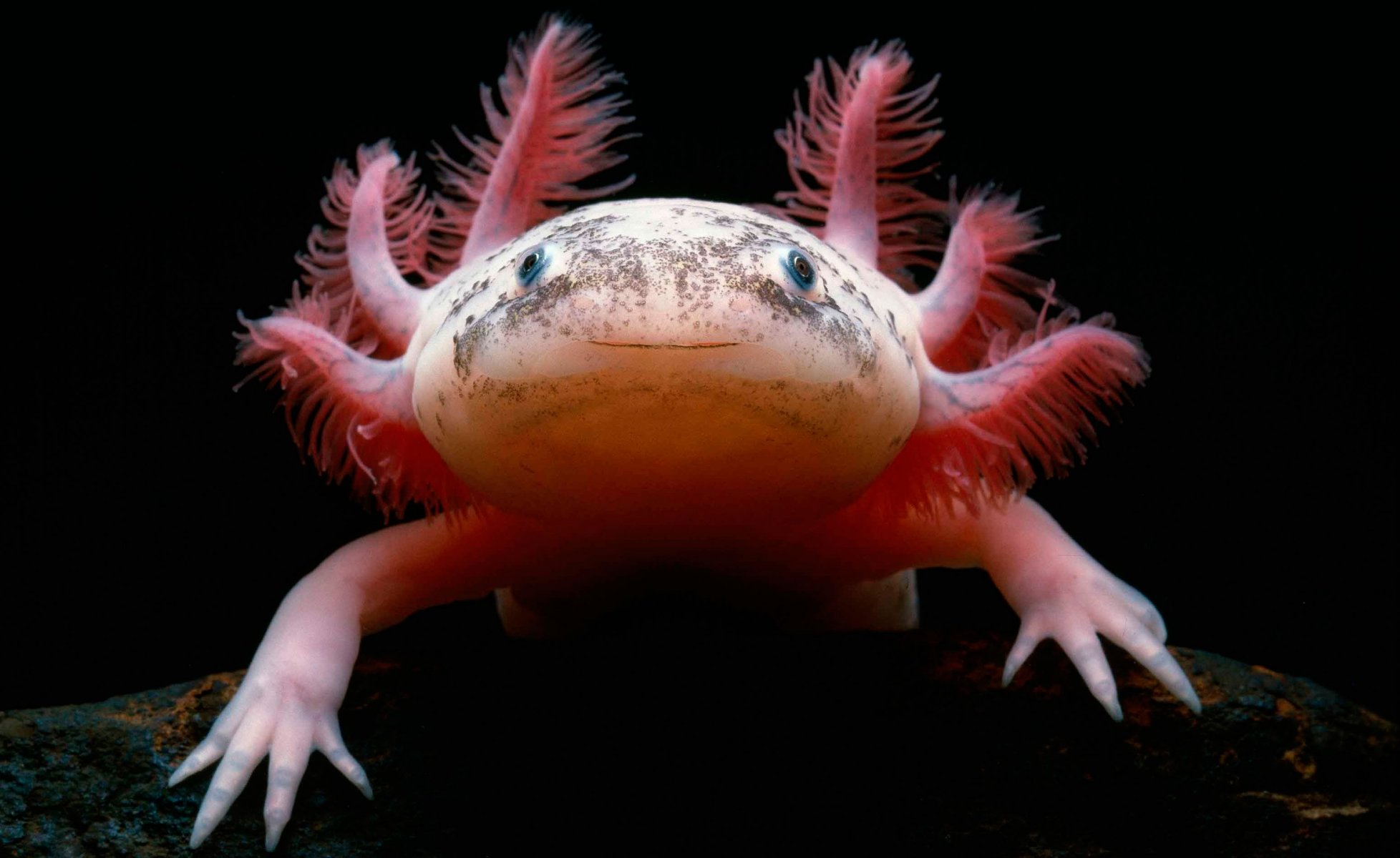 аксолотль мексиканская саламандра axolotl