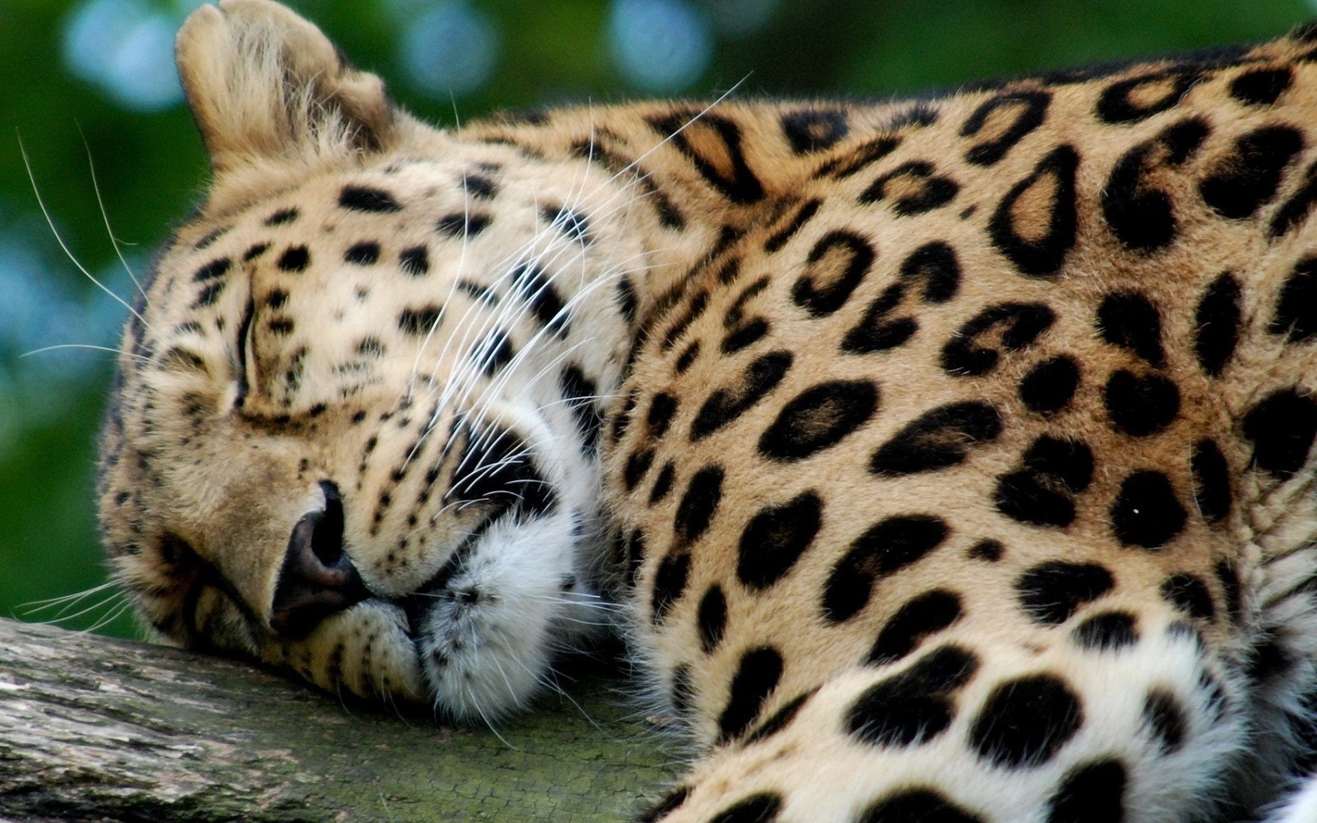 dormir lindo leopardo papel pintado escritorio escritorio