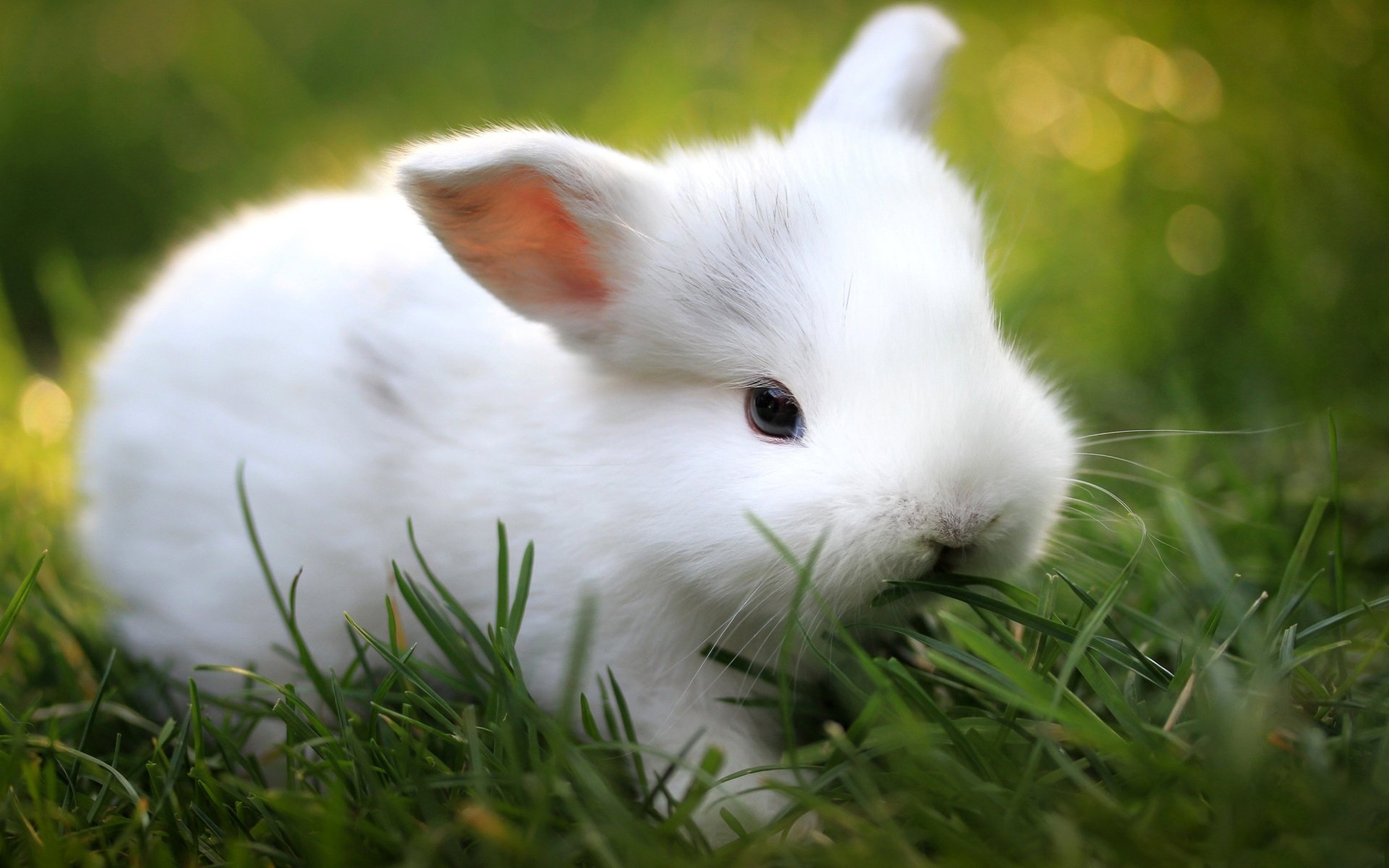 fond herbe blanc lapin