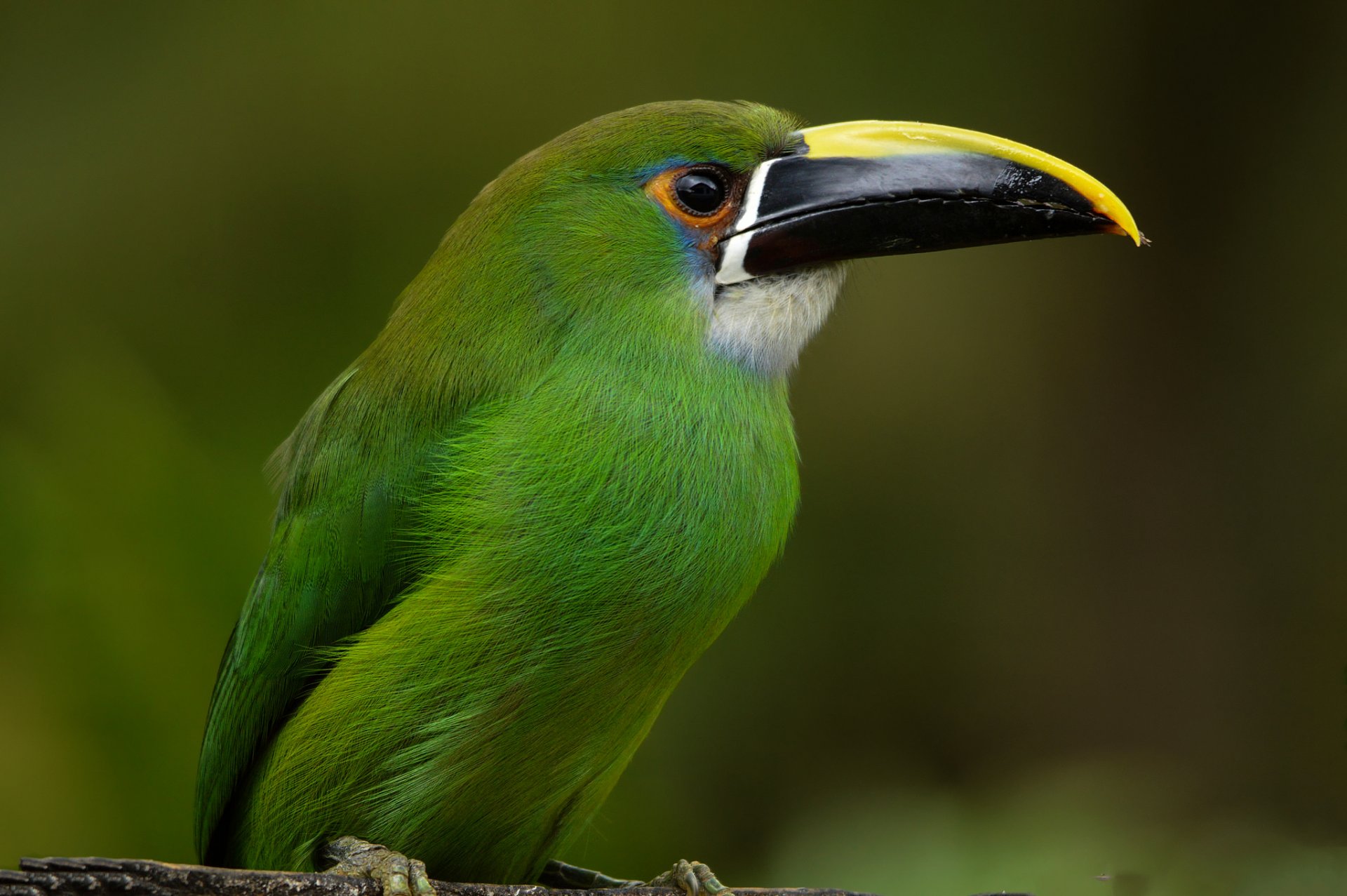 oiseau toucan toucan émeraude colombie