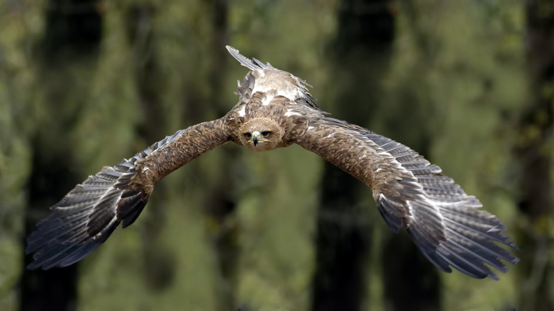 águila de la estepa pájaro