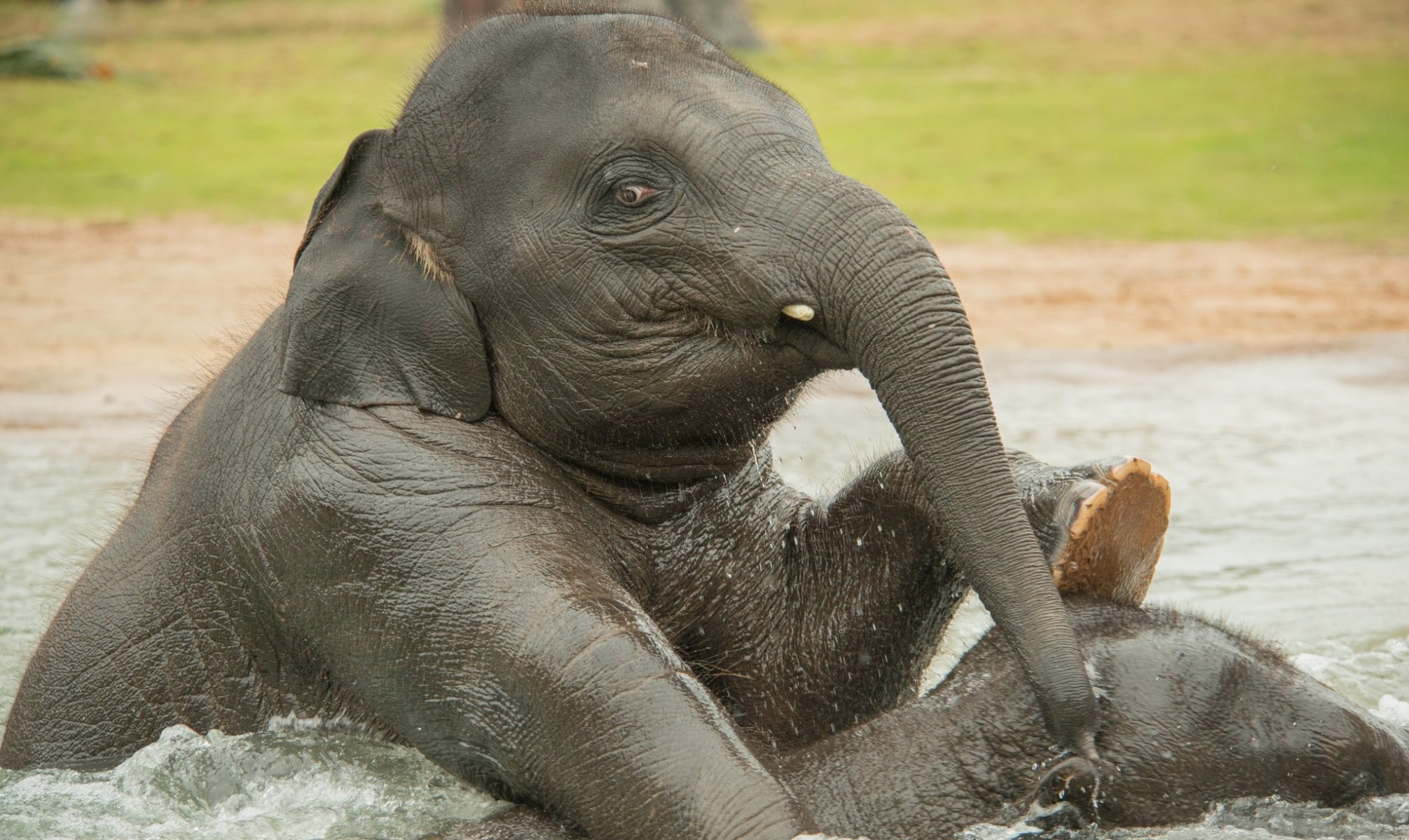 elephants baby elephants water bathing