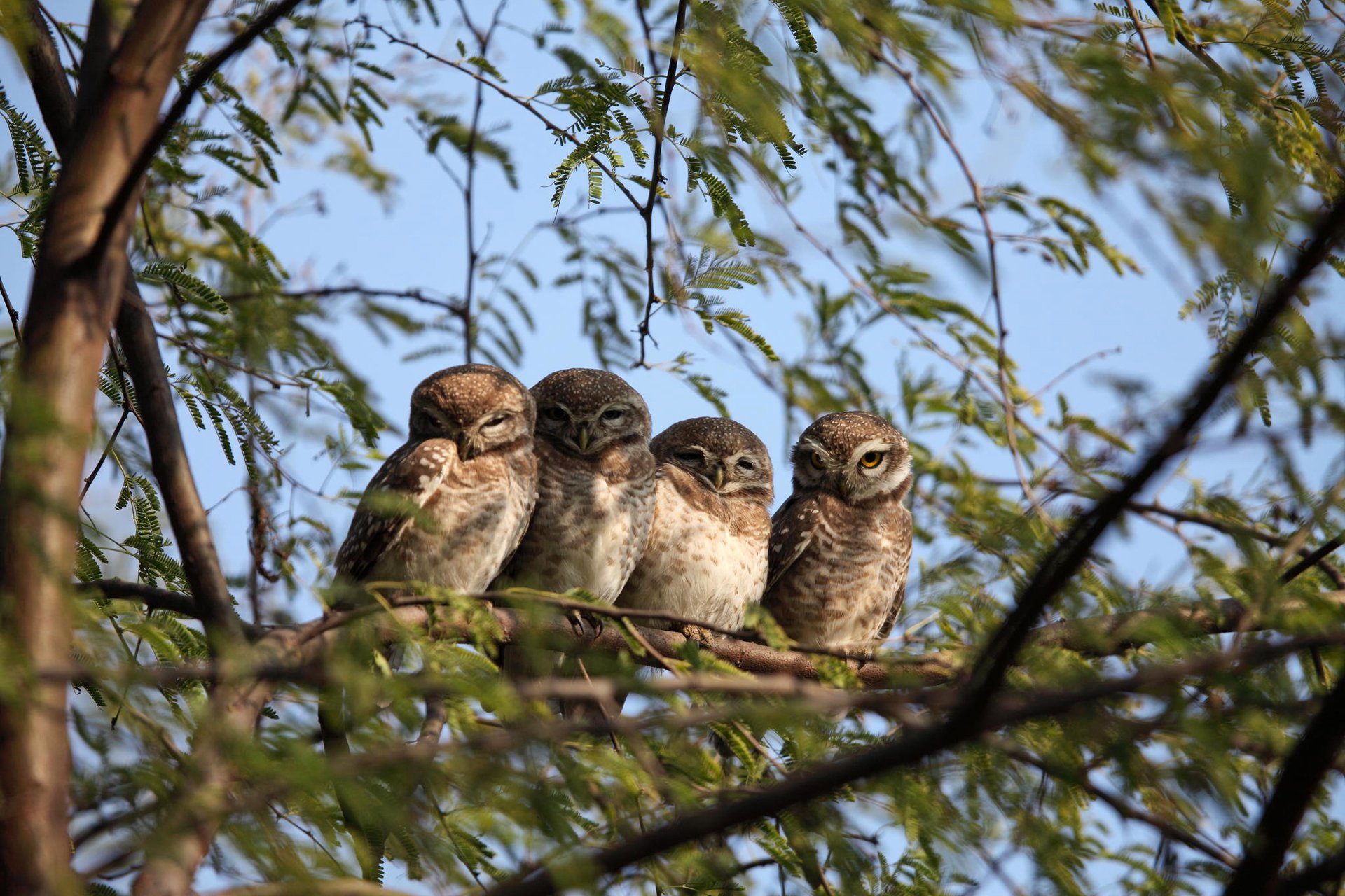 chouette oiseau hibou arbre branche feuilles nature