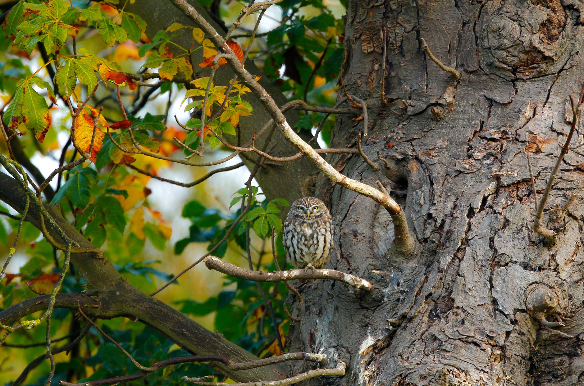 hibou oiseau arbre branche feuilles nature