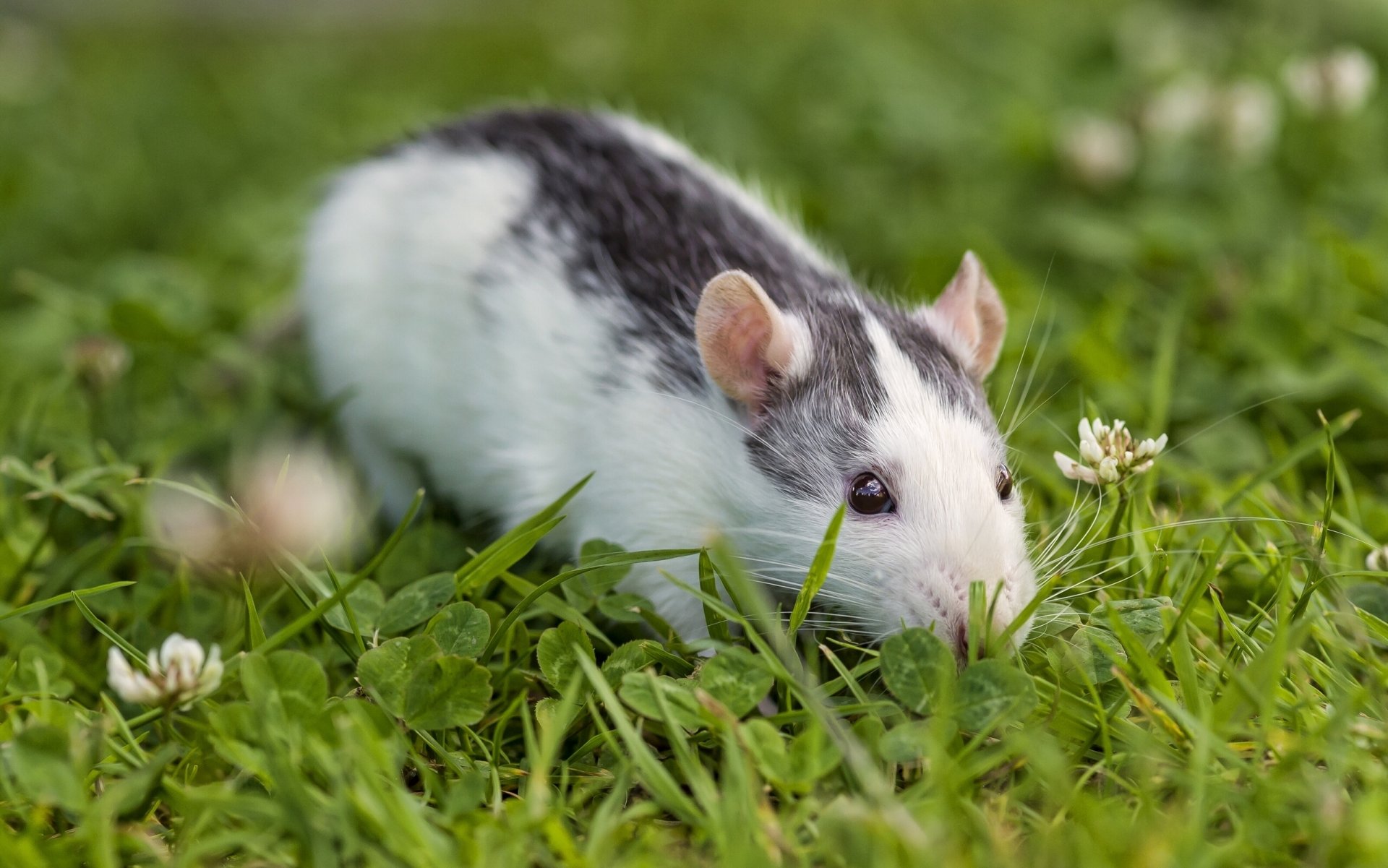 rat grass clover