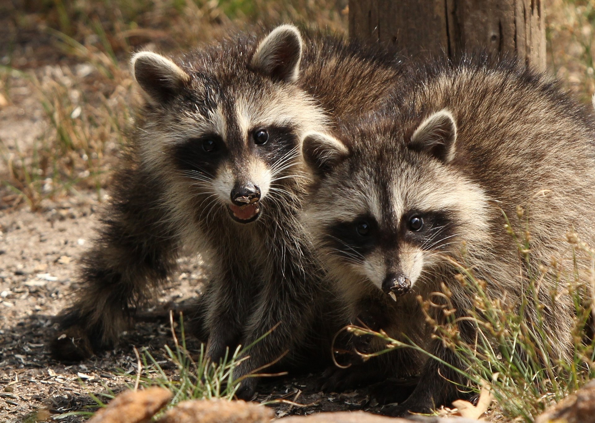 mapaches pareja gemelos