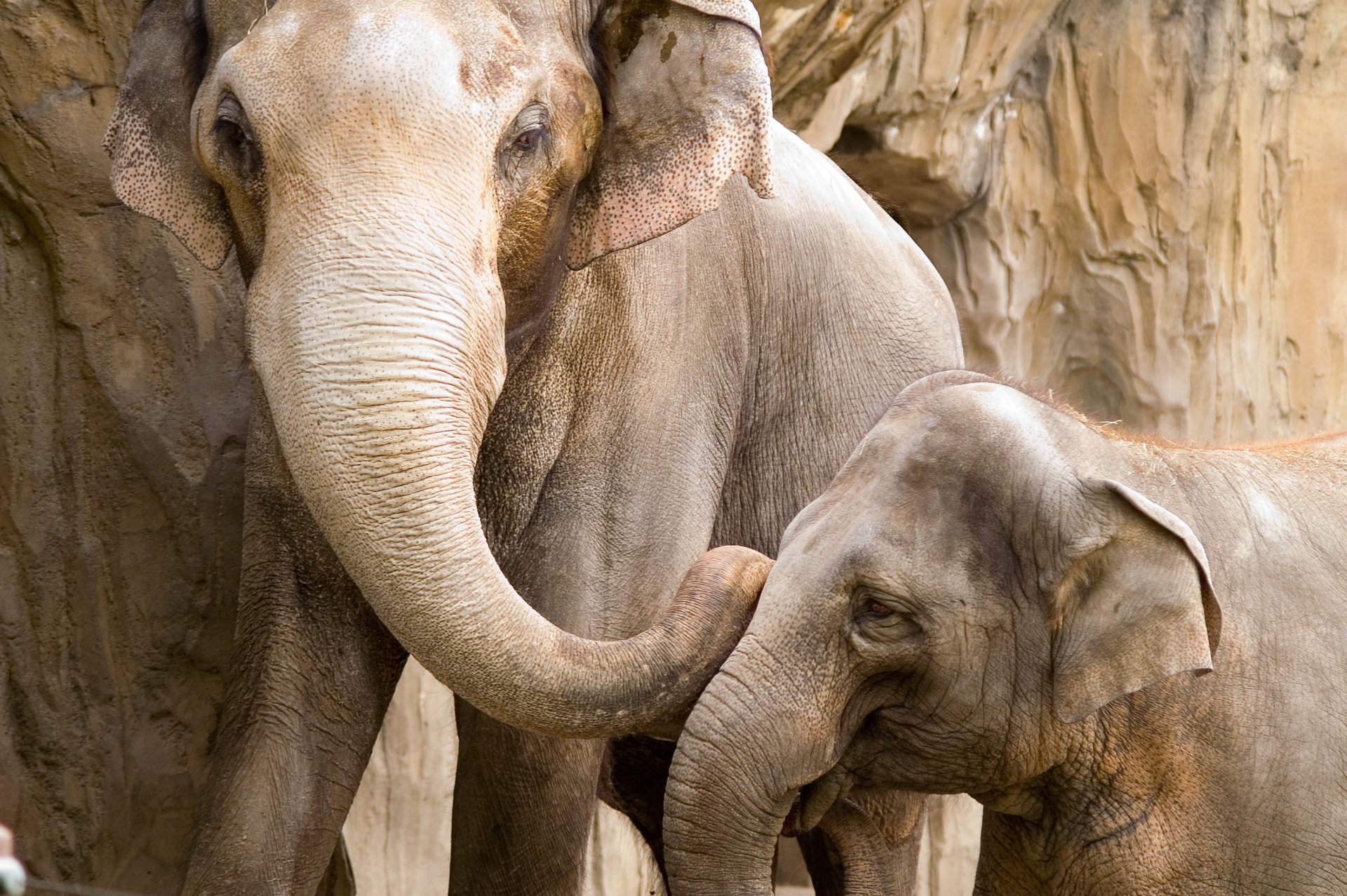 éléphants mère petit dévotion soin fiabilité sécurité intimité communication joie amour