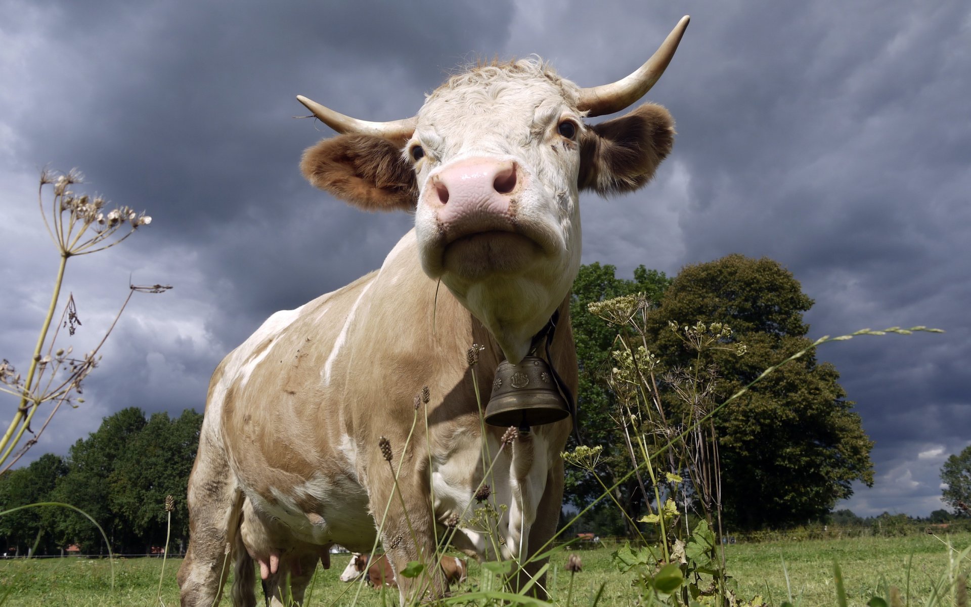 vache cloche nature