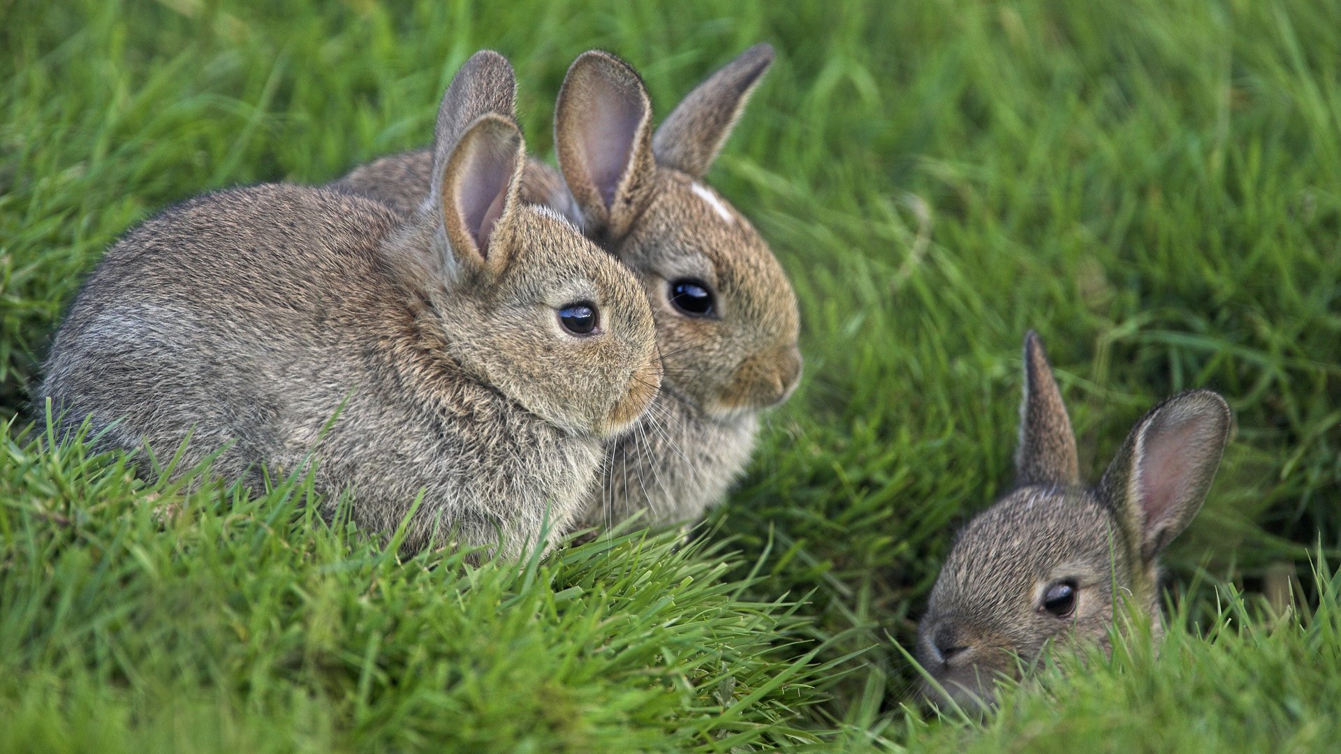 lapins herbe yeux