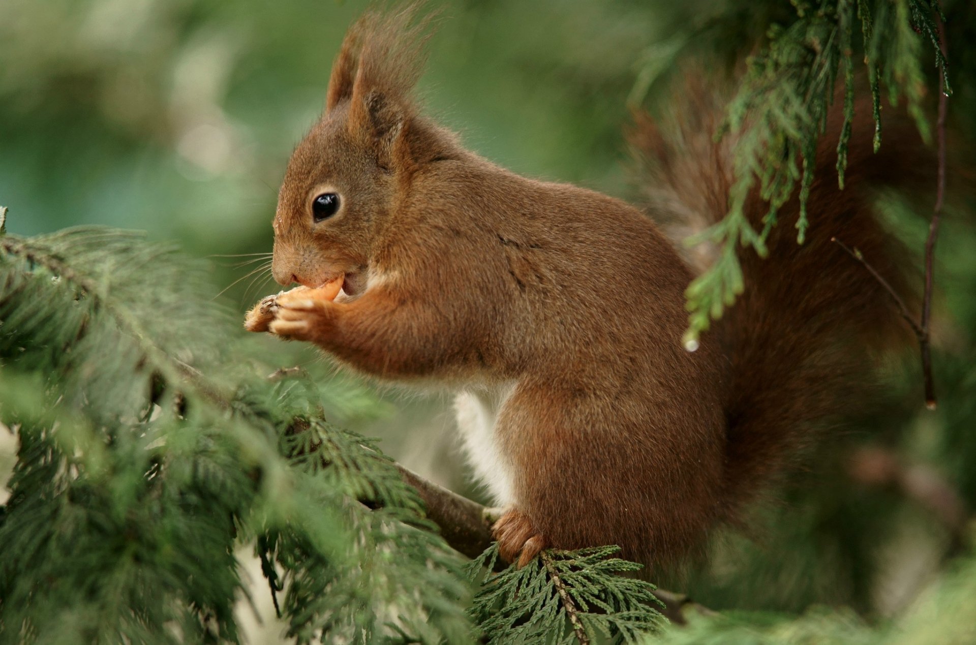 protein red nibbles branche