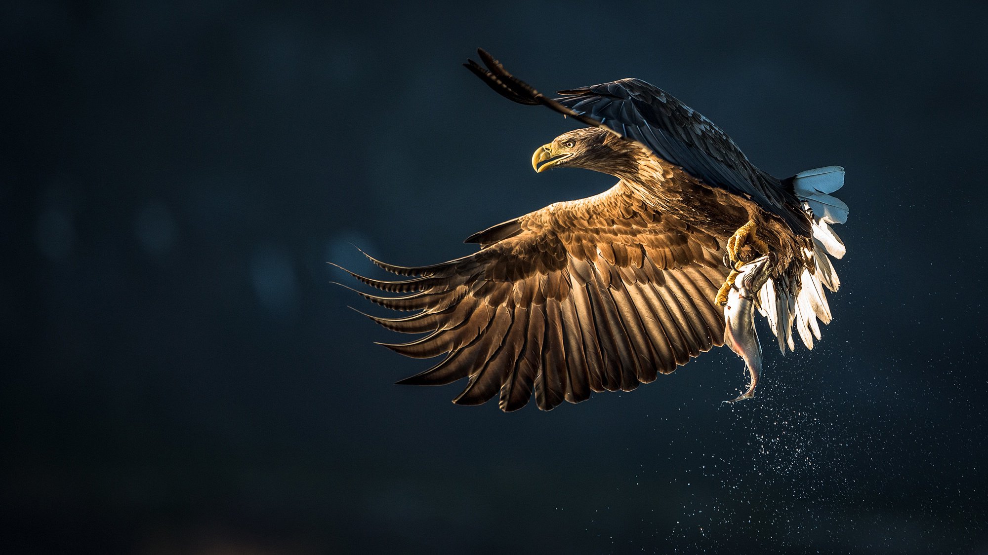 oiseau proie poisson capture éclaboussures