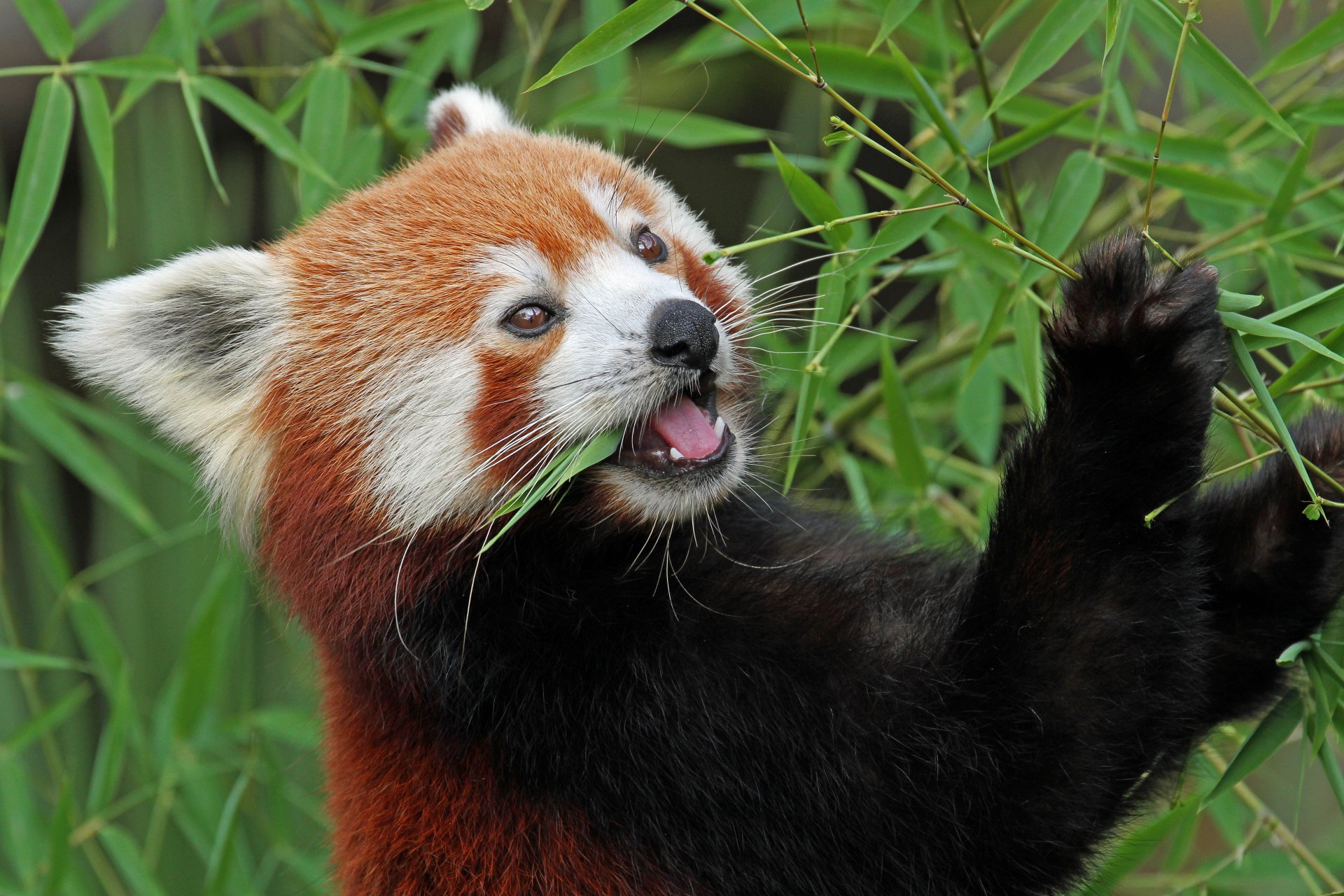 czerwona panda firefox bambus mała panda