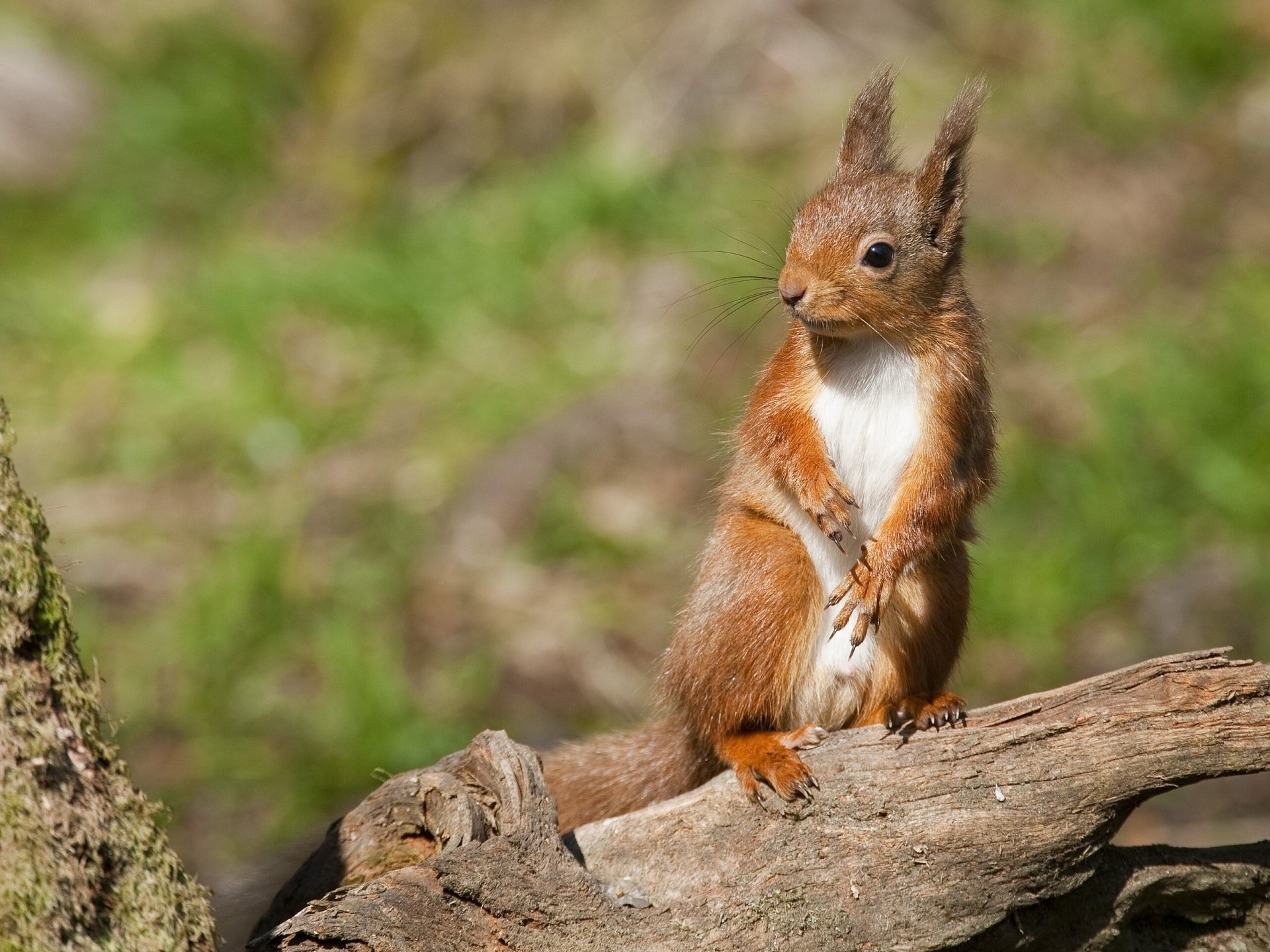 eichhörnchen rotschopf balken