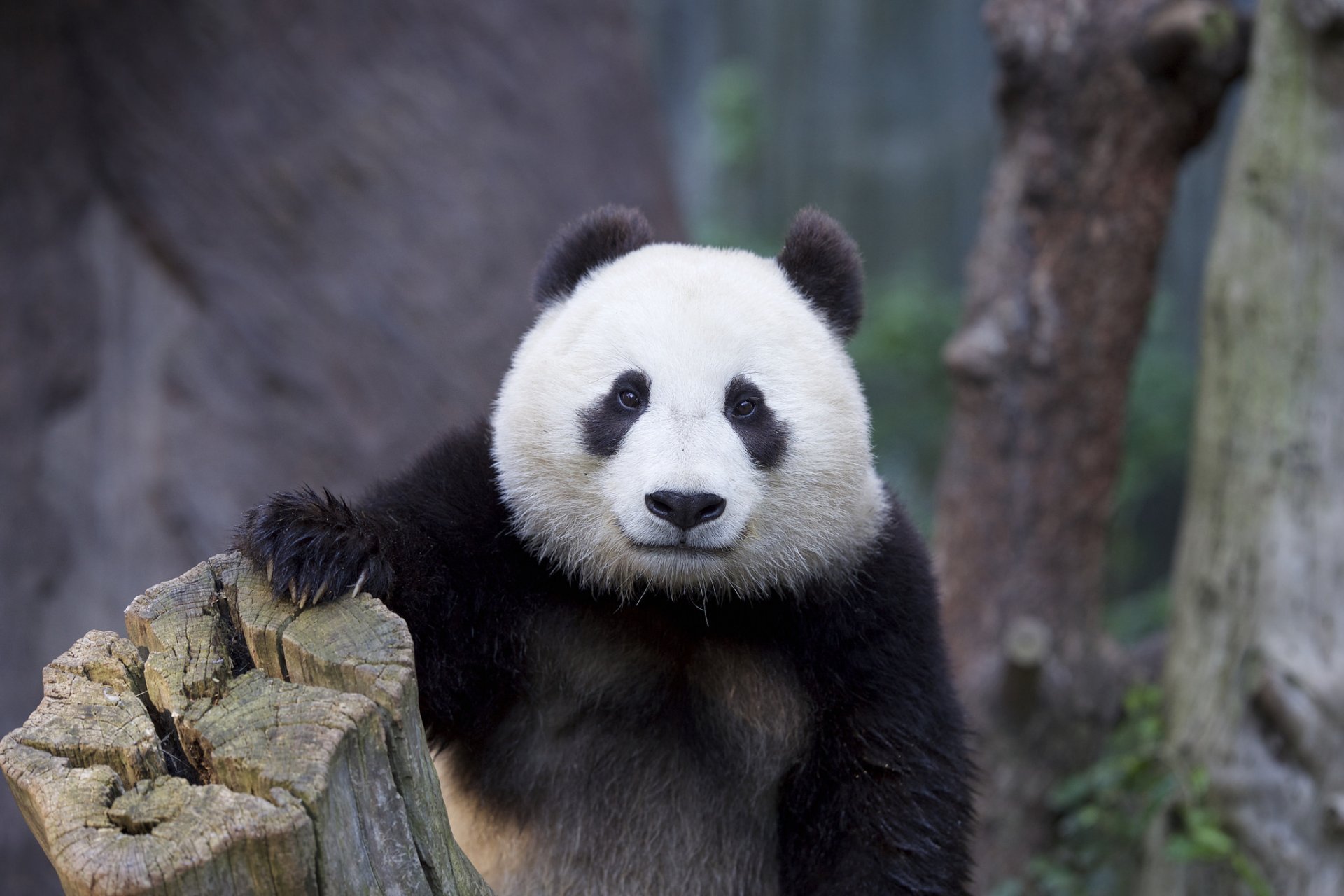 oso naturaleza panda