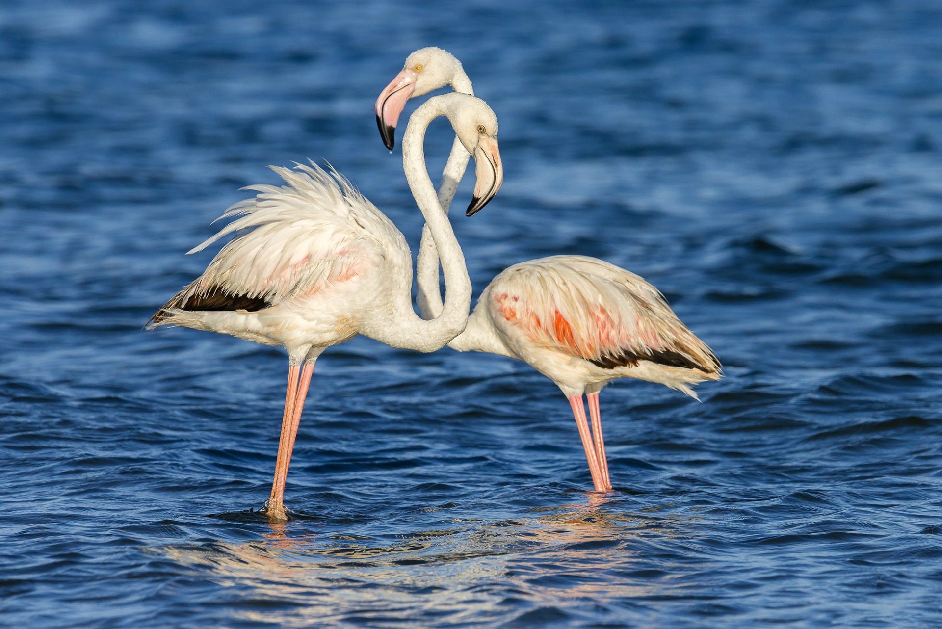 fond eau surface ondulations couple oiseaux rose flamant rose