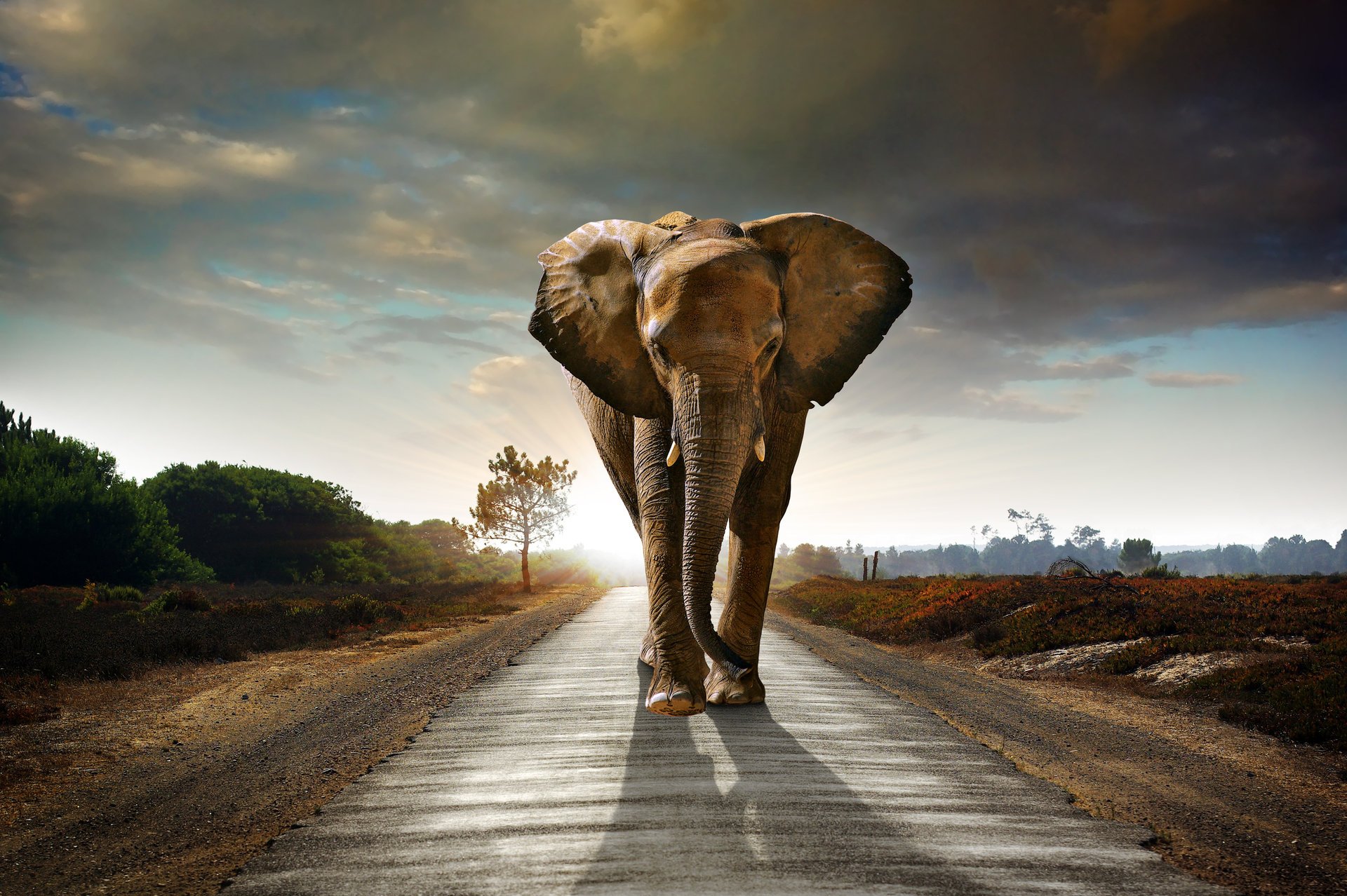 elefant straße himmel wolken büsche