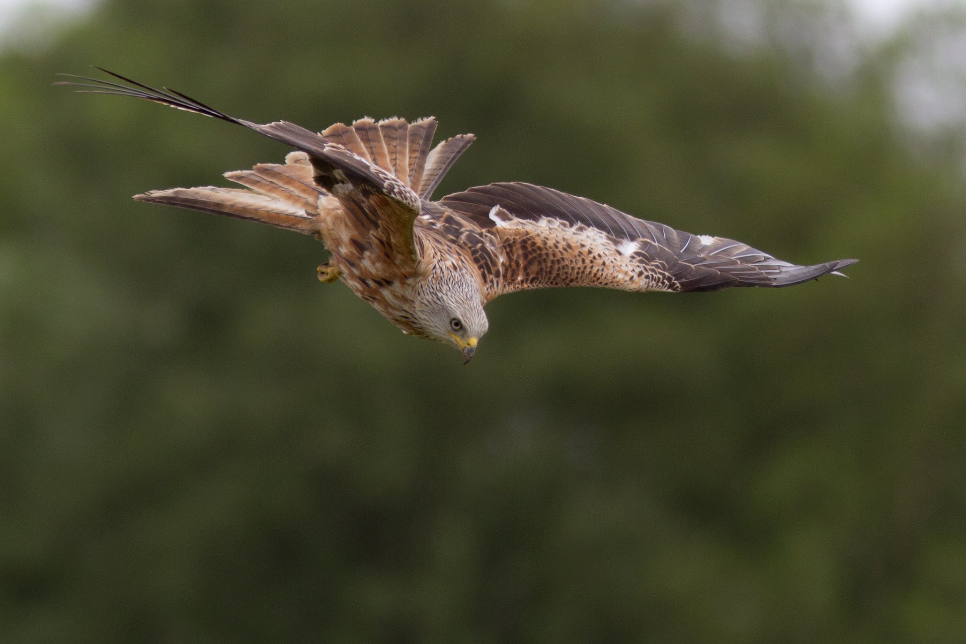 oiseau cerf-volant rouge vol chasse