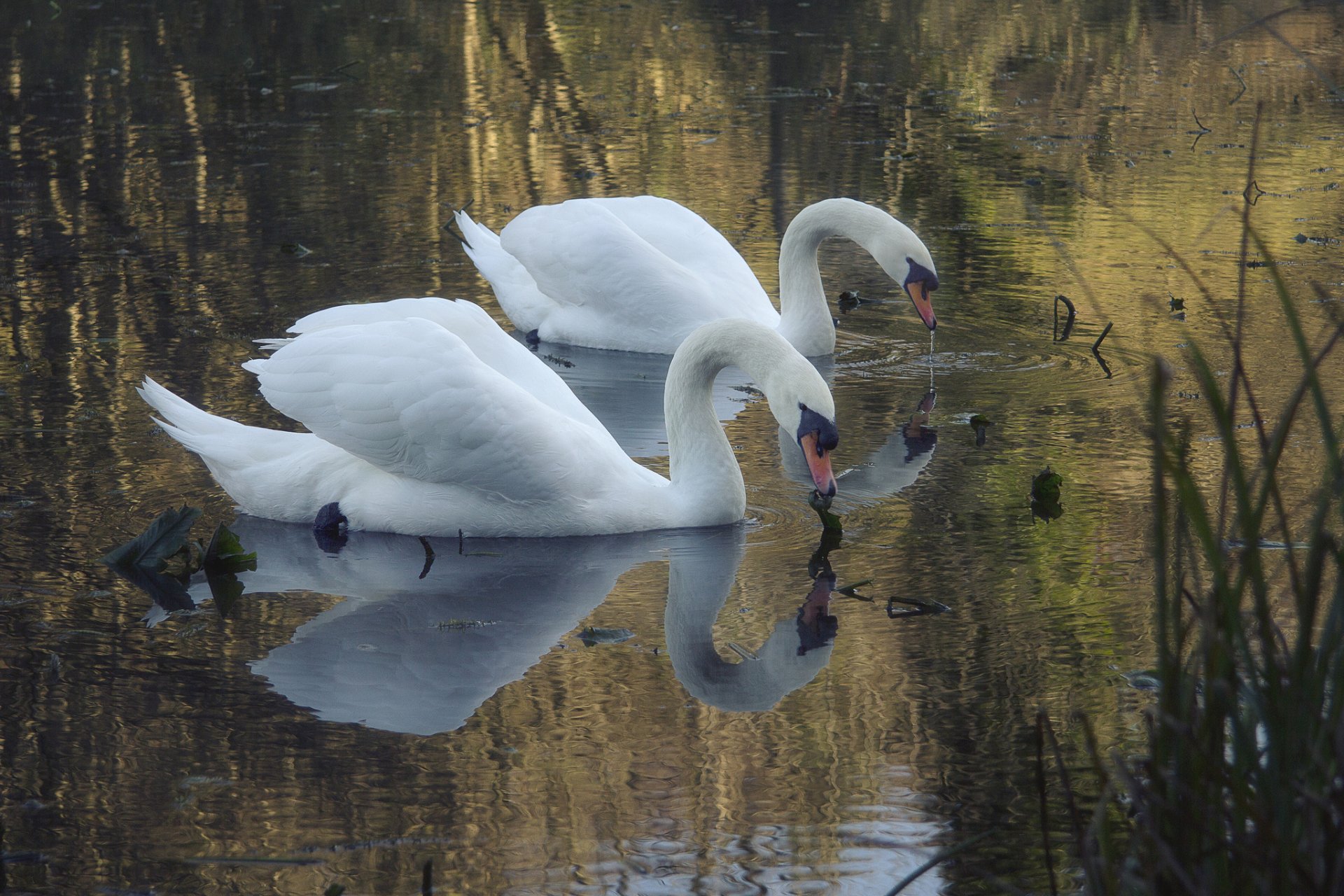 lac étang cygnes blancs deux