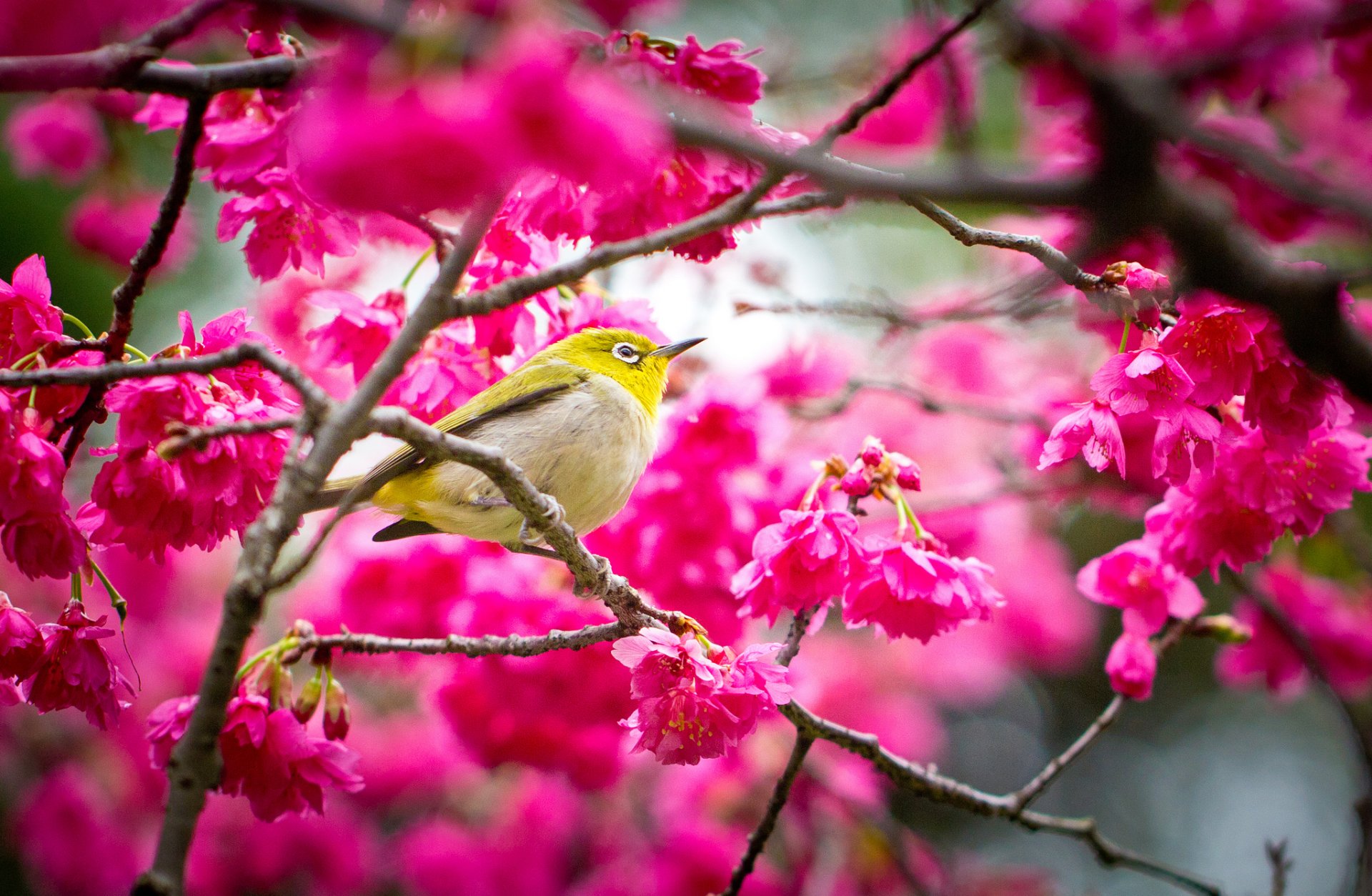 primavera sakura flores pájaro