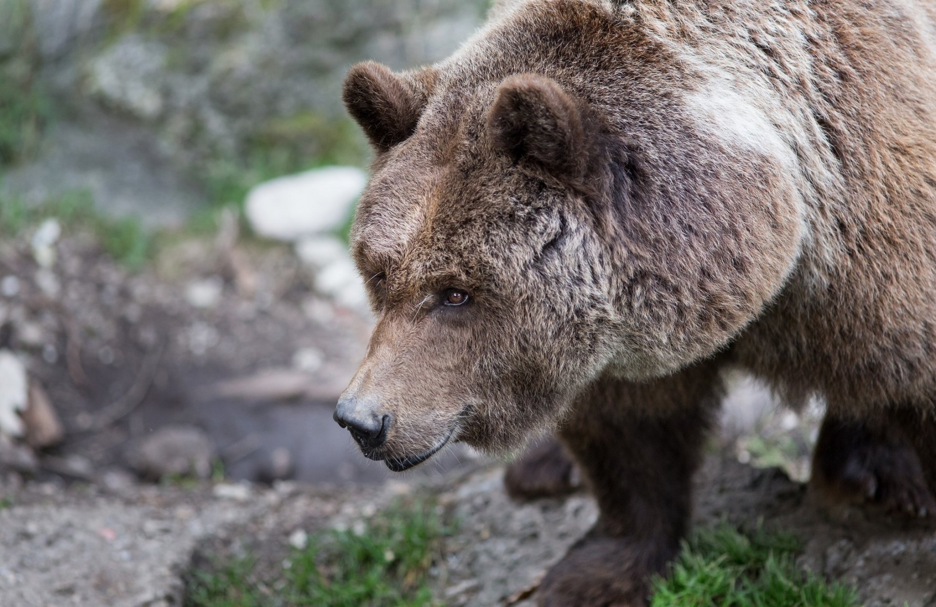 bear brown face