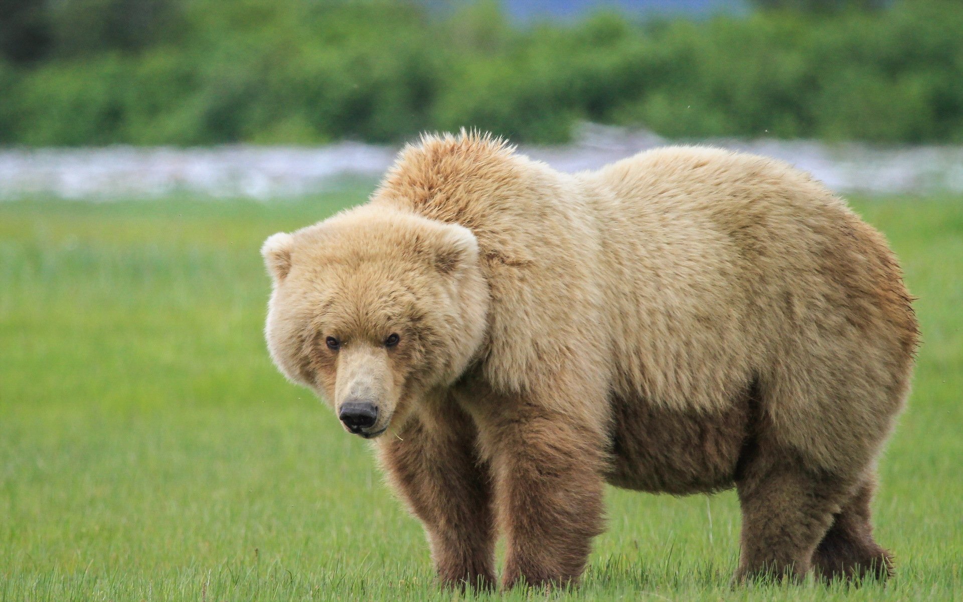 bear nature background