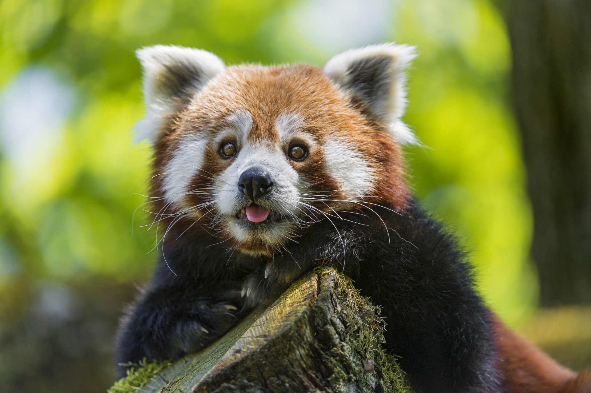 panda rojo firefox panda pequeño hocico mirada ©tambako the jaguar