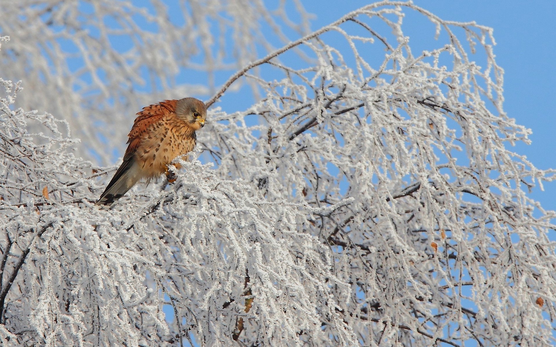 uccello gheppio famiglia di falchi albero inverno neve piumaggio