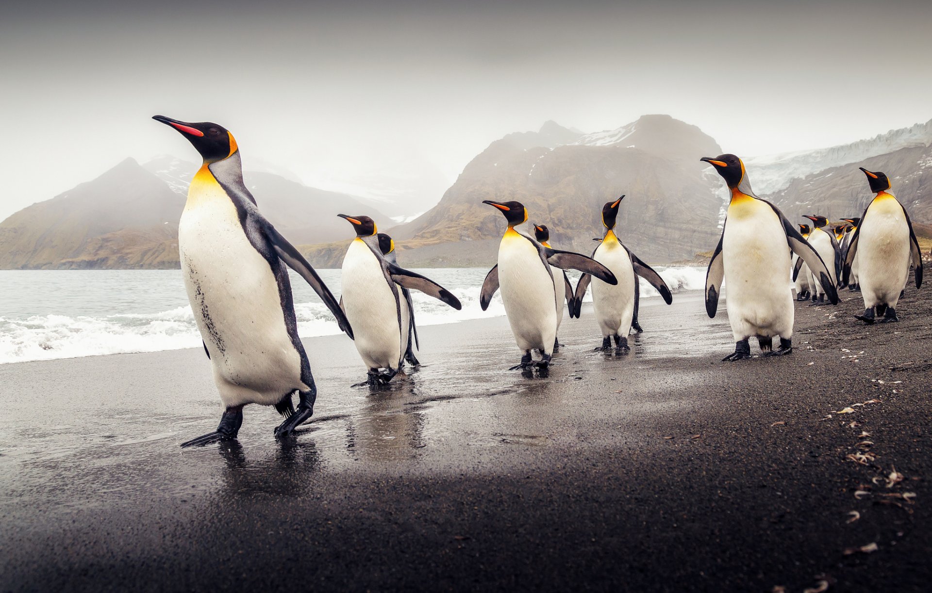 georgia del sud pinguini reali spiaggia