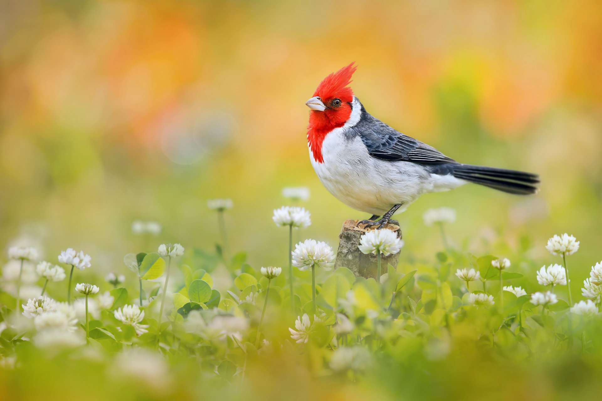 oiseau fétuque rouge fleurs trèfle