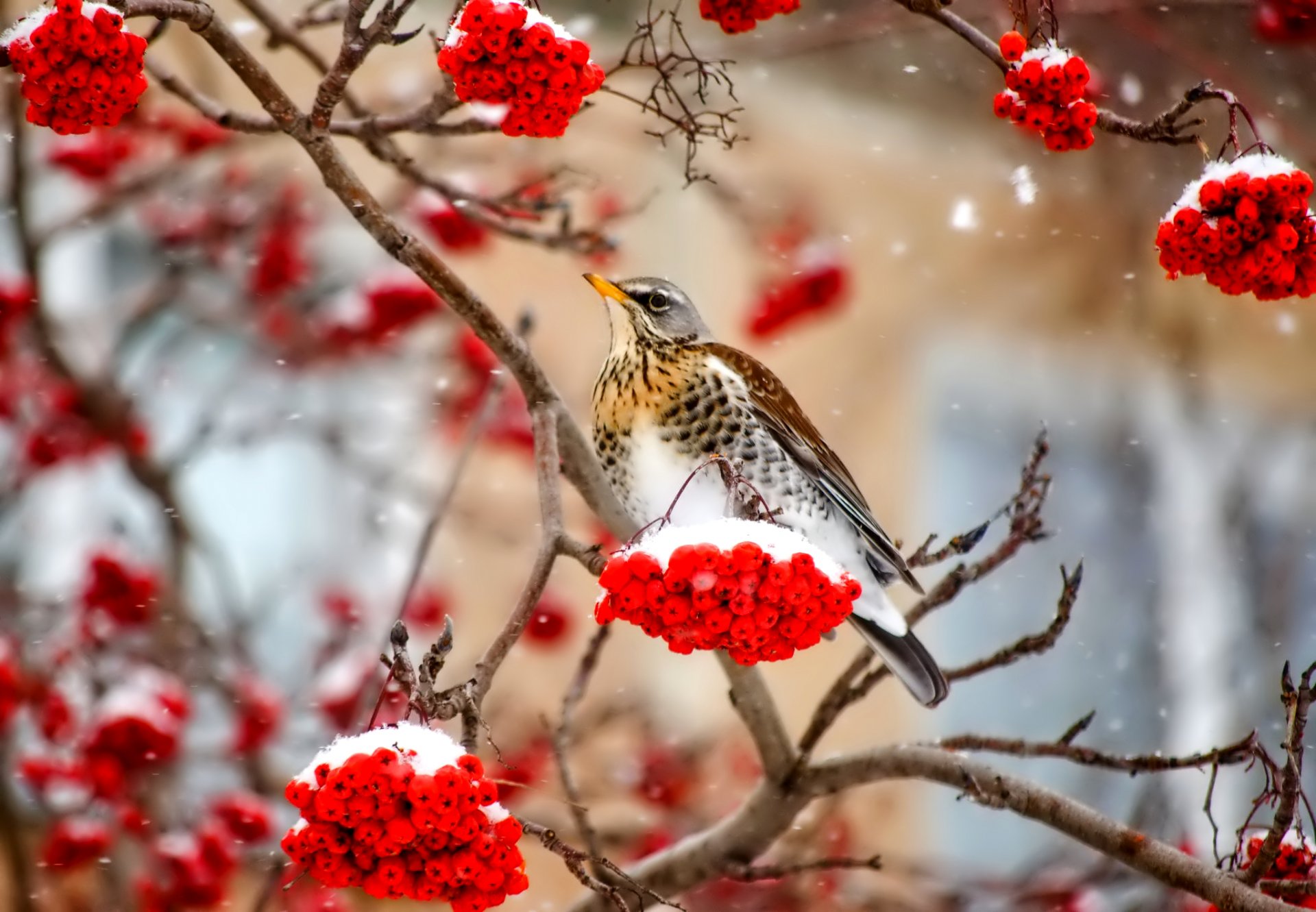 vogel winter eberesche schnee zweig beeren