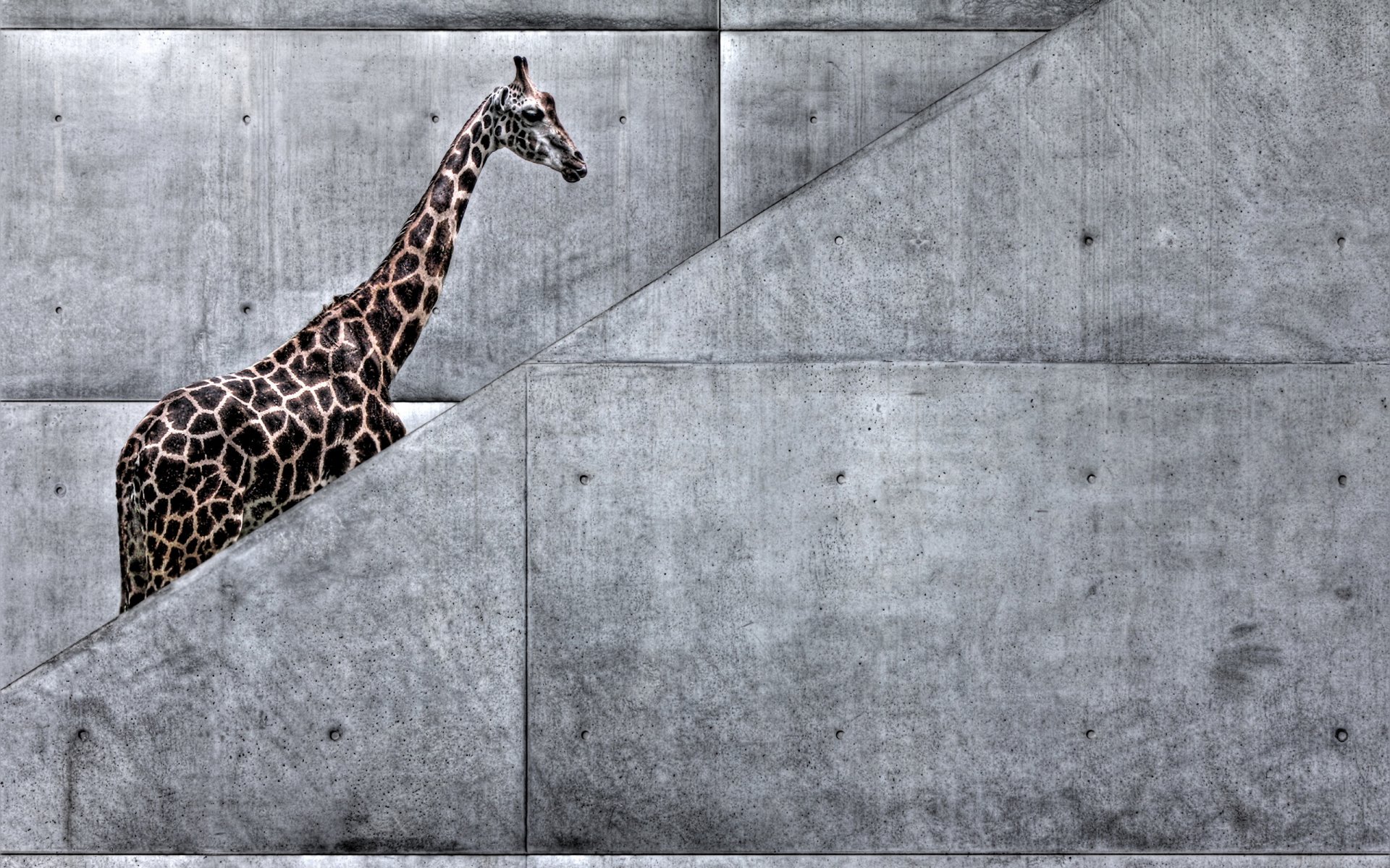 giraffe kunst treppe natur tiere u-bahn giraffe geht afrika