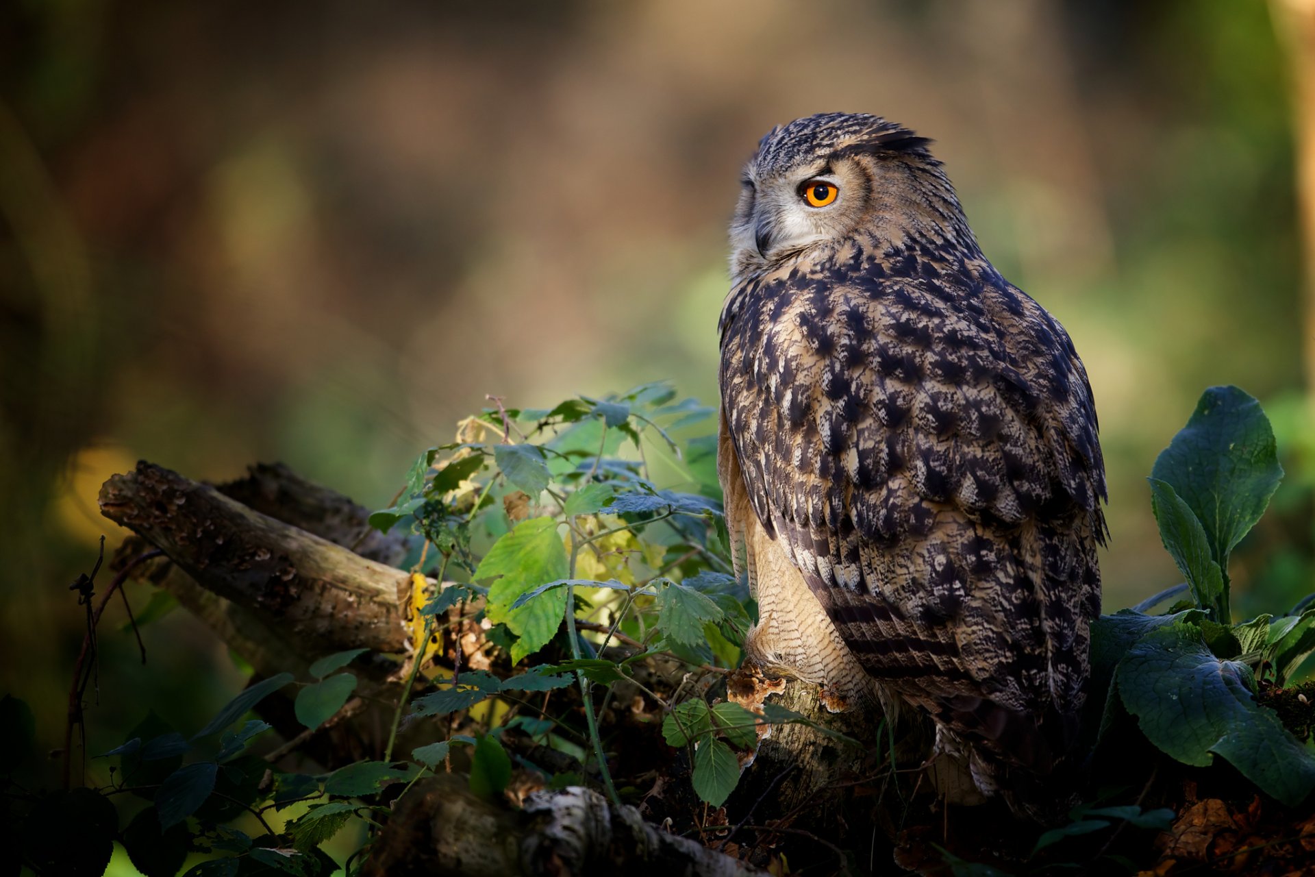 hibou oiseau journal feuilles