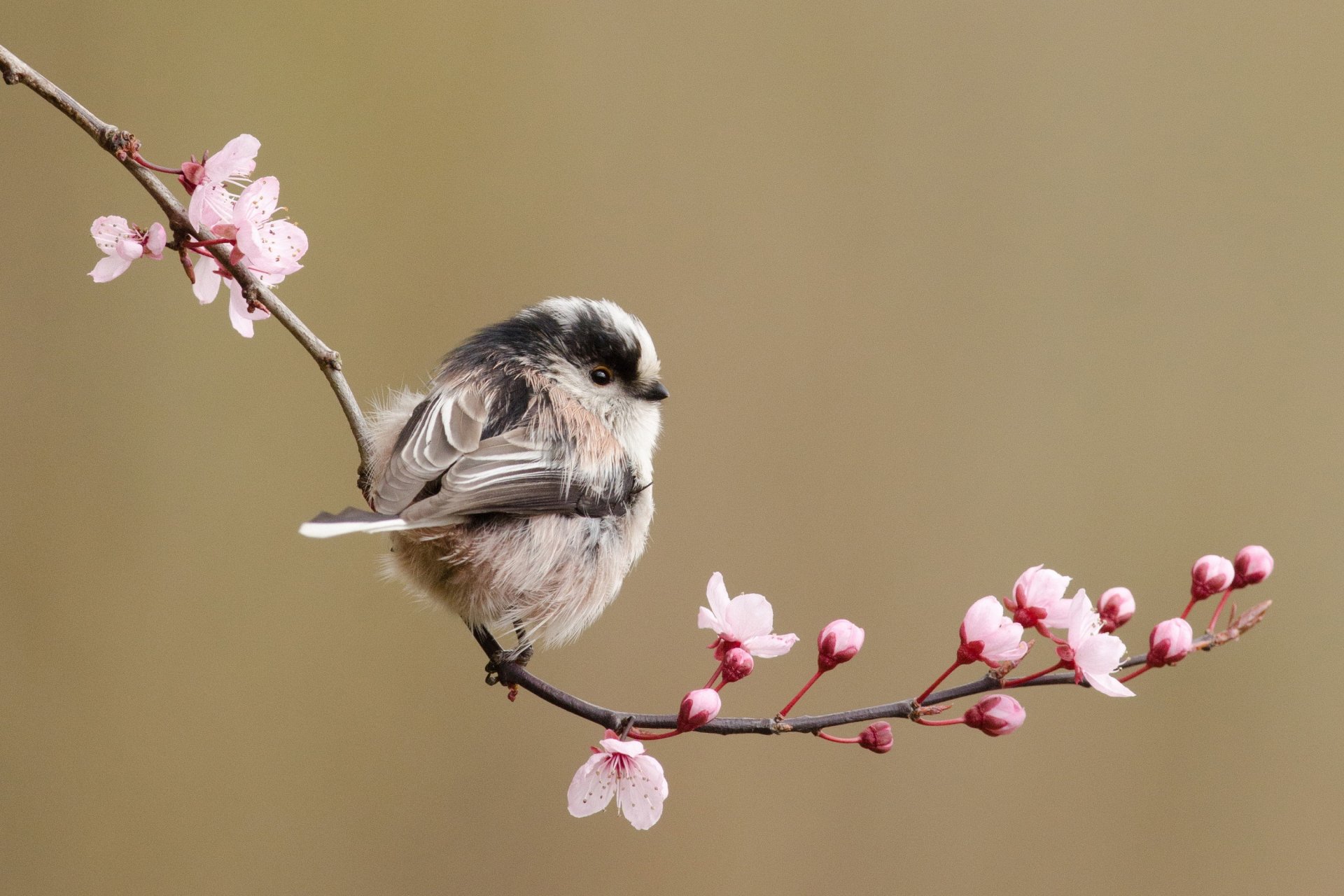 branch flower cherry spring poultry tit long-tailed