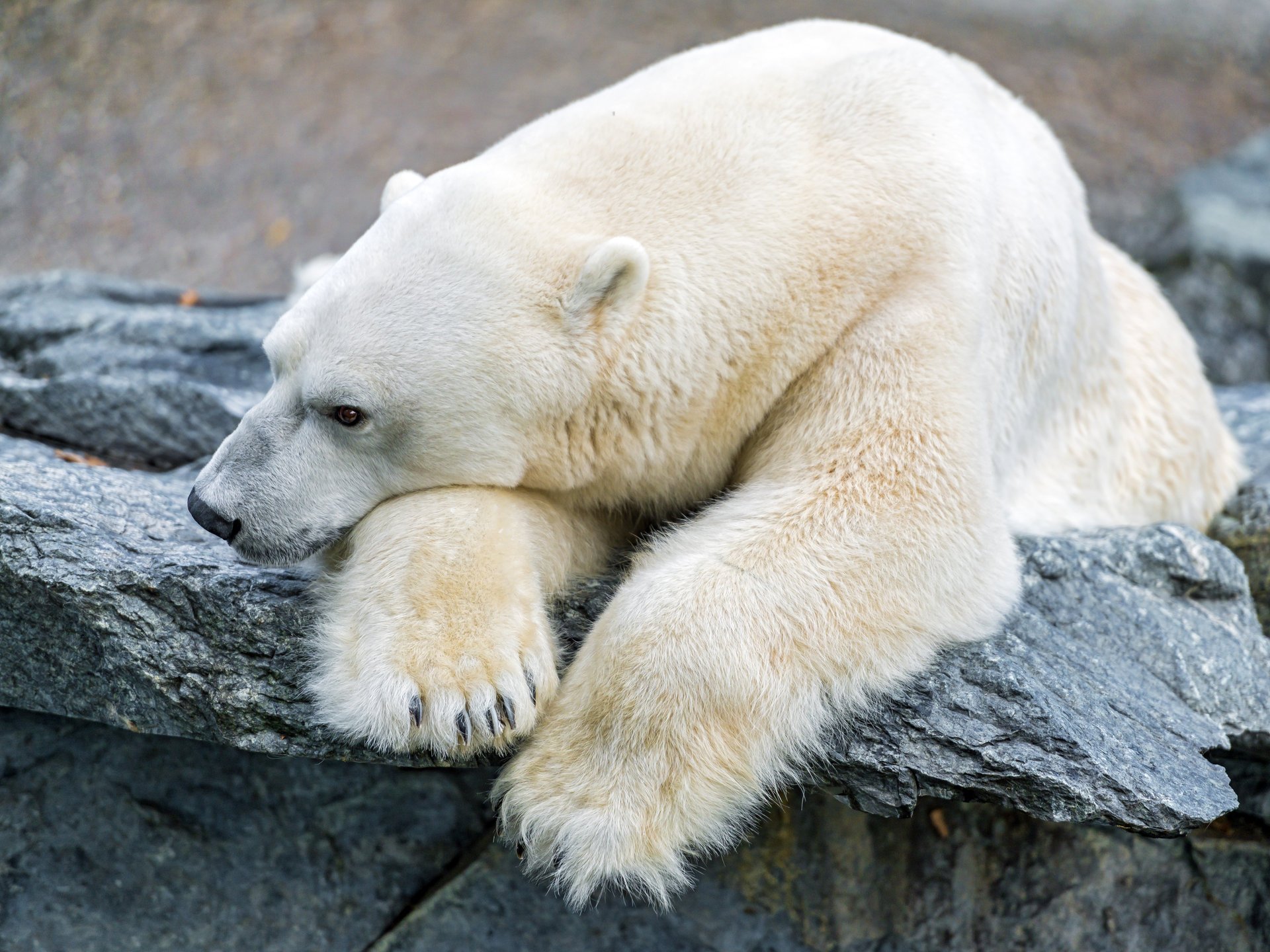 oso polar polar piedra tristeza ©tambako the jaguar