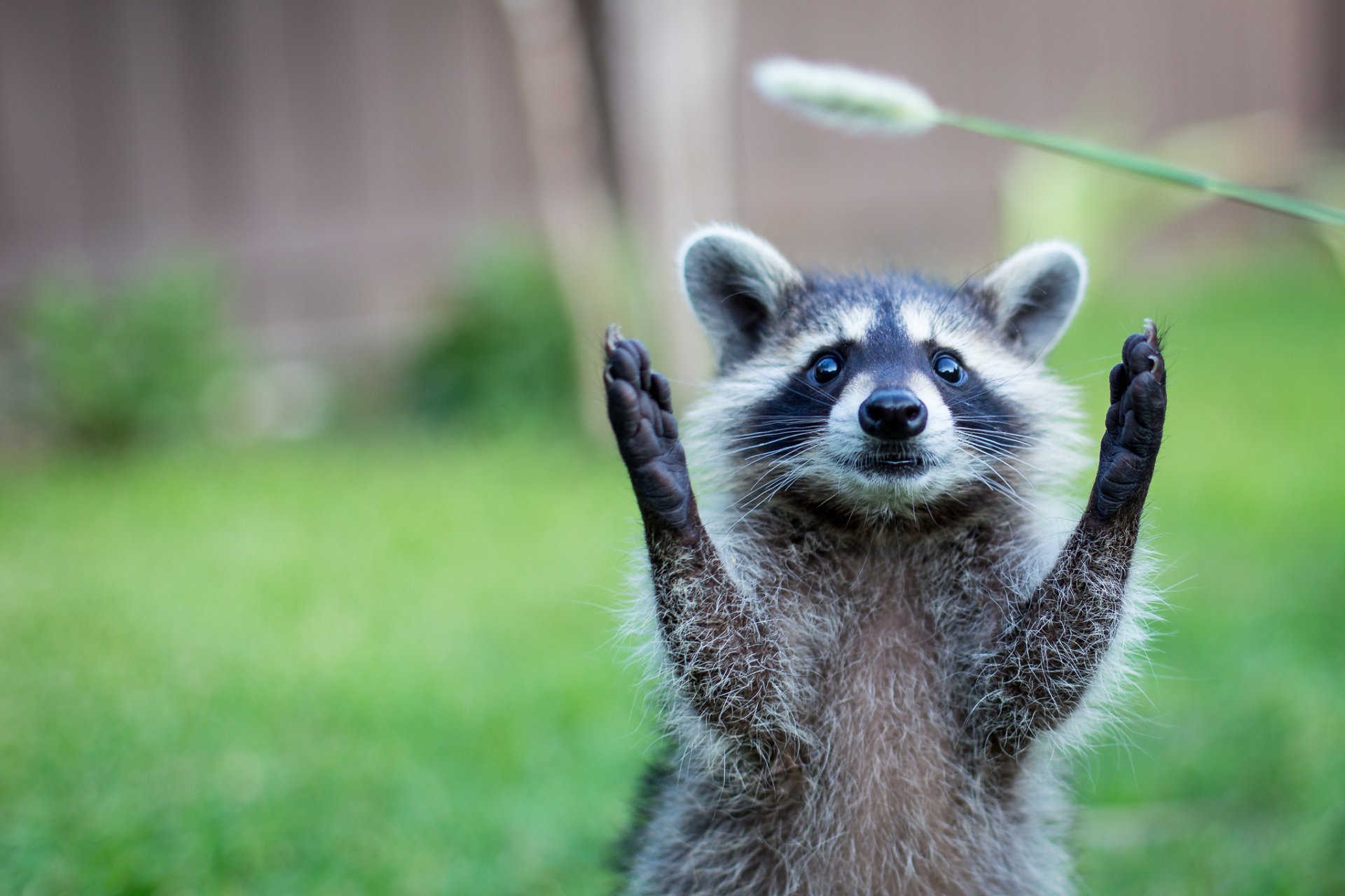 natur tier waschbär pfoten