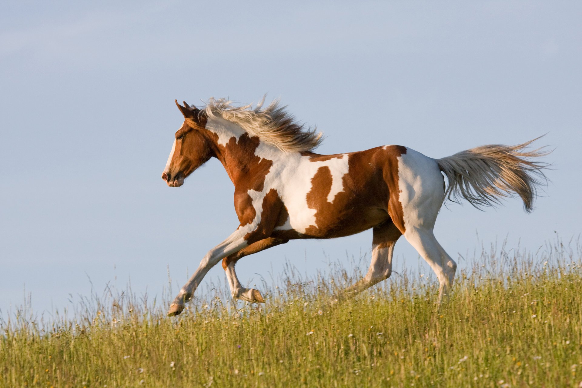 le cheval cheval courent course herbe