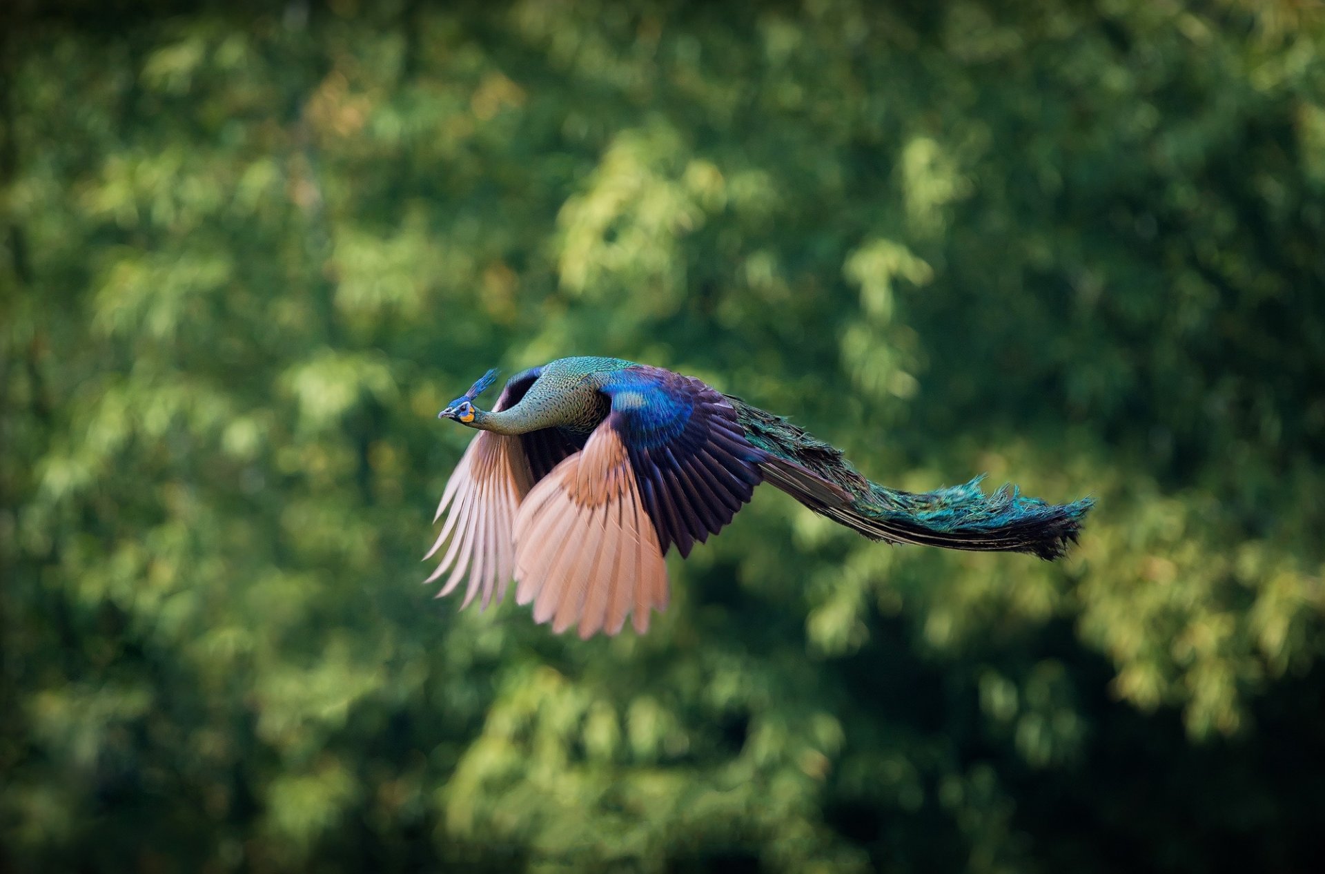 arbres feuilles flou oiseau paon volant