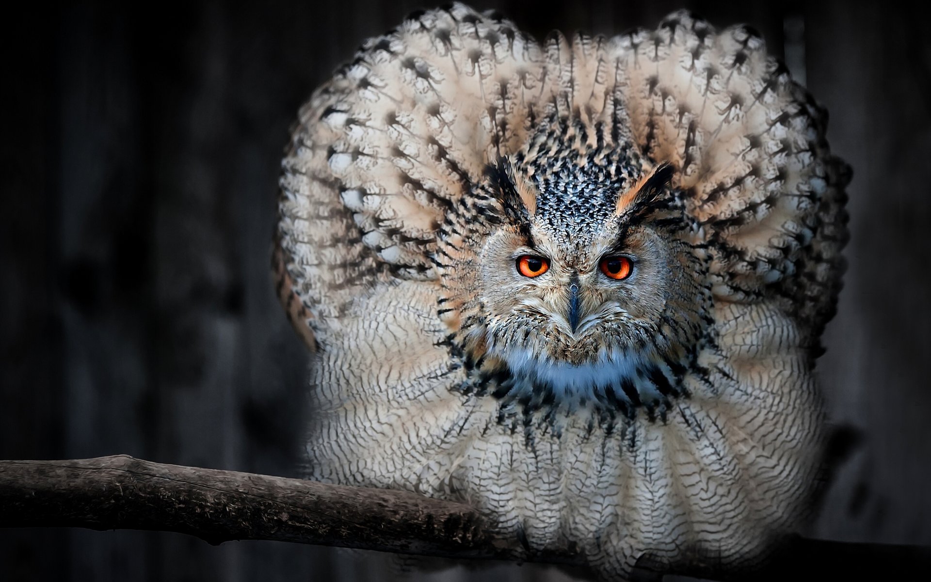 hibou hibou oiseau plumes vue branche