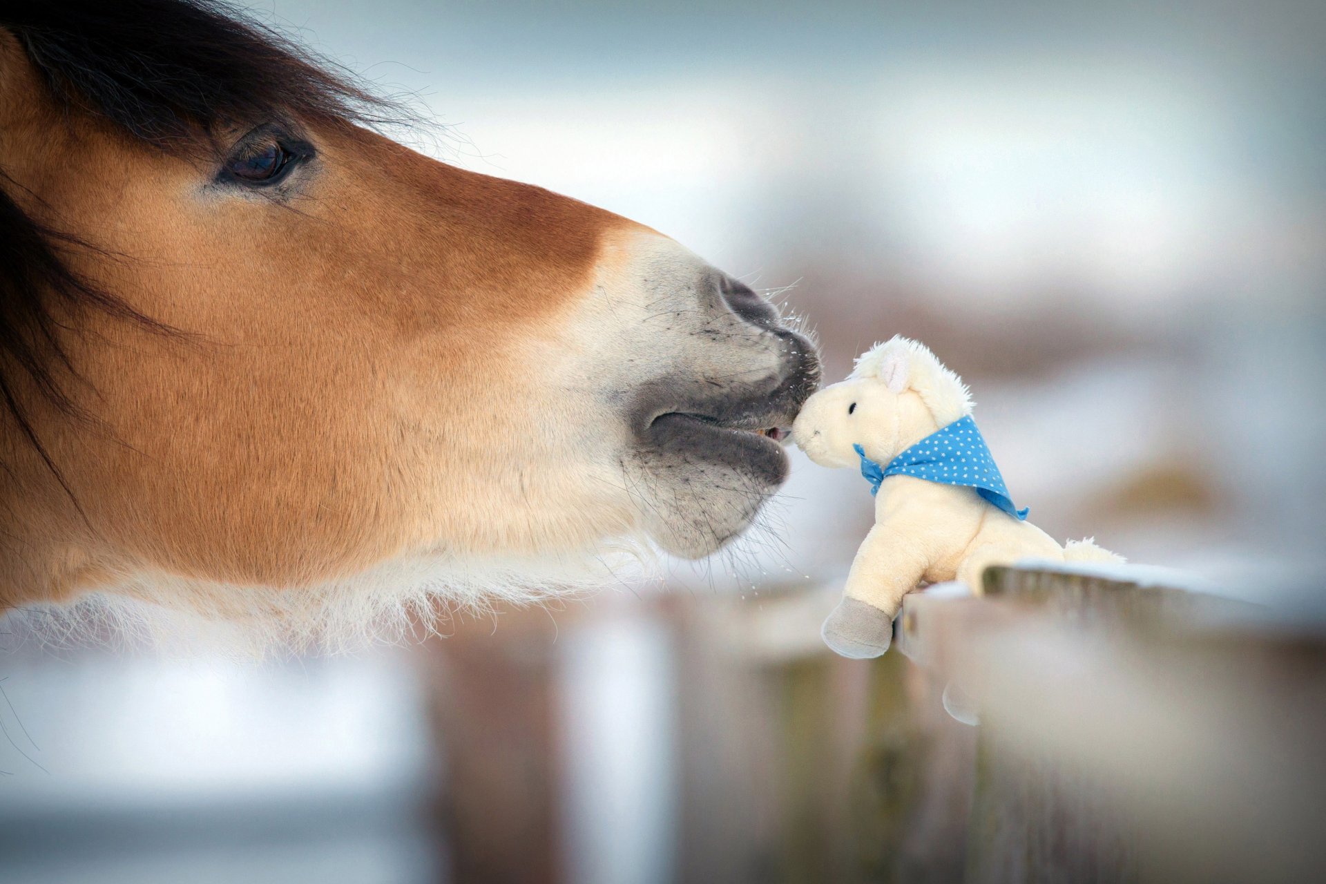 cavallo natura animale inverno conoscenza tenerezza gentilezza studiare figura giocattolo cavallo souvenir apposto recinzione viaggi il mio pianeta sfocatura bokeh carta da parati