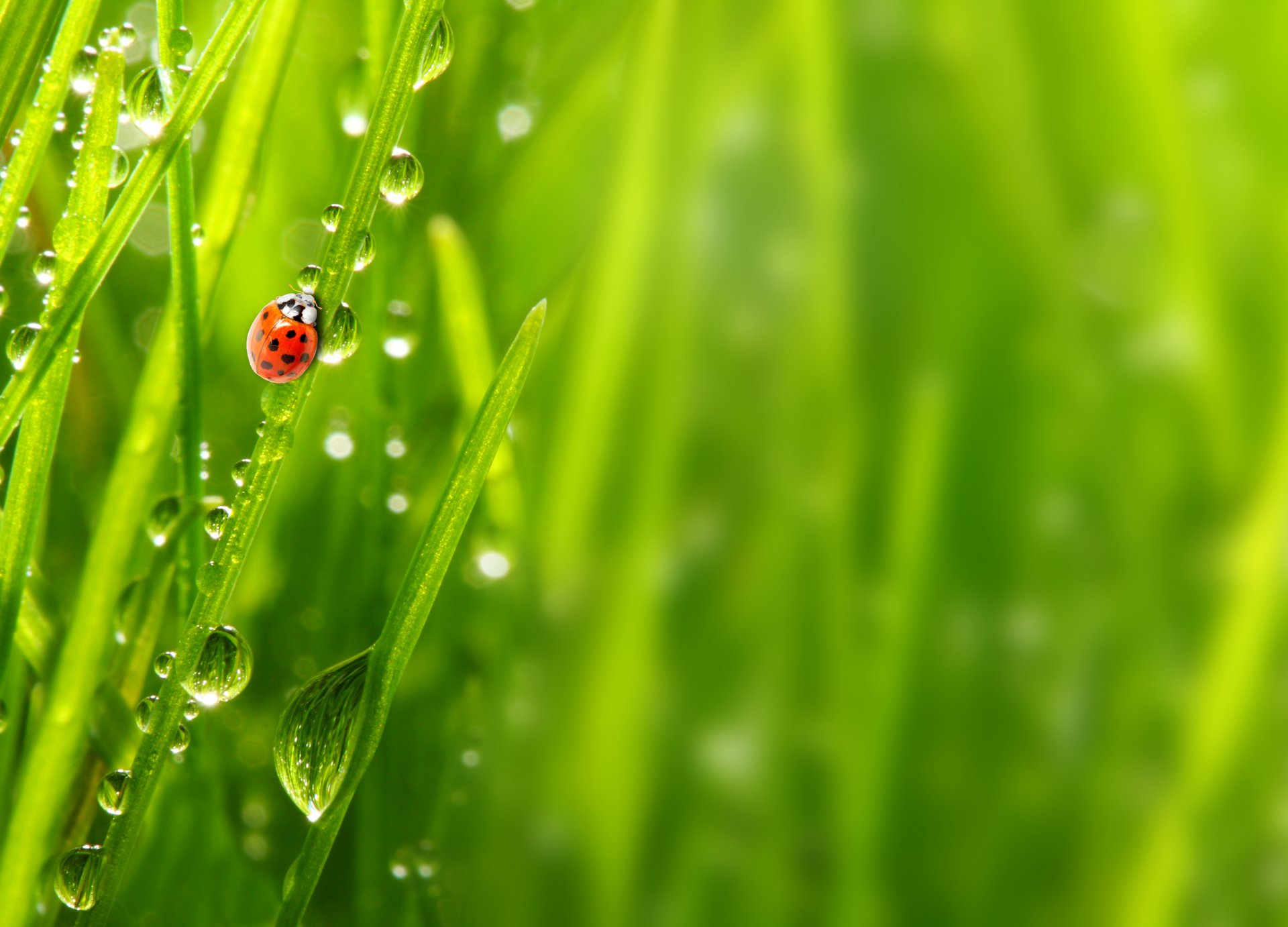 nature close up morning grass rosa drops ladybug macro the grass the dew drop