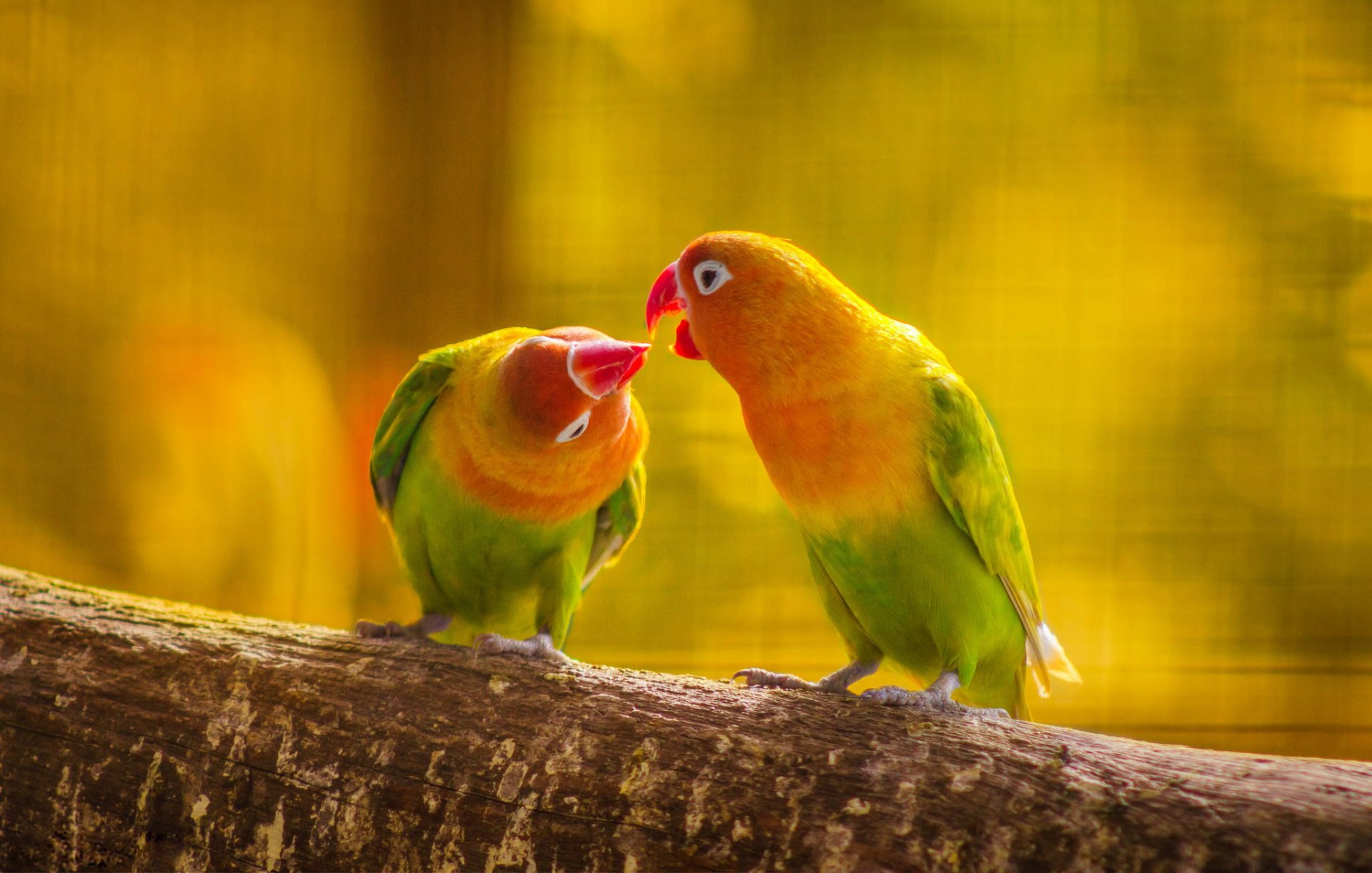 papagei paar zweig wald natur blätter schnabel schwanz federn liebe kuss vogel wellensittich hd