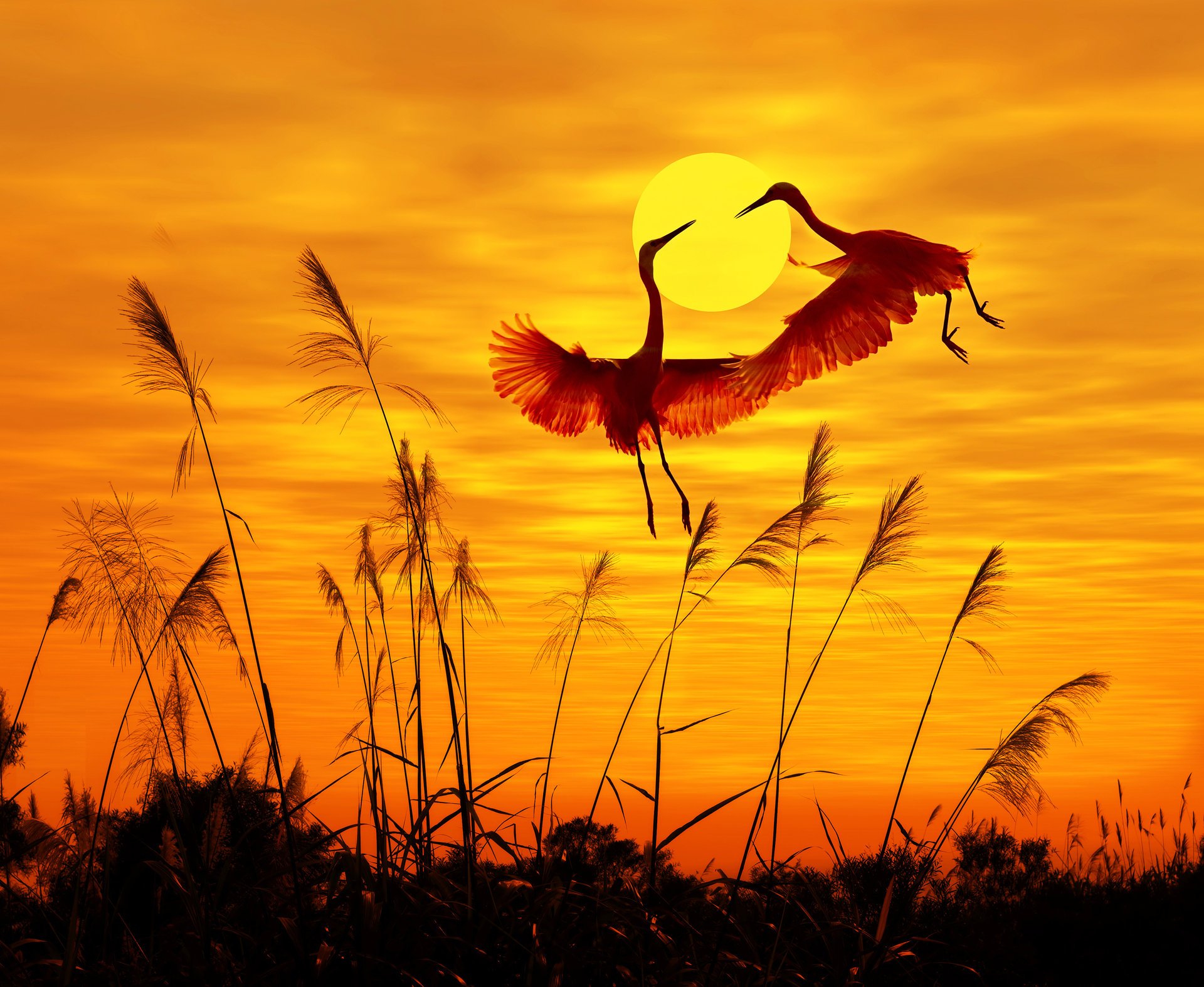 aves cielo puesta de sol aves voladoras luz del sol aves voladoras